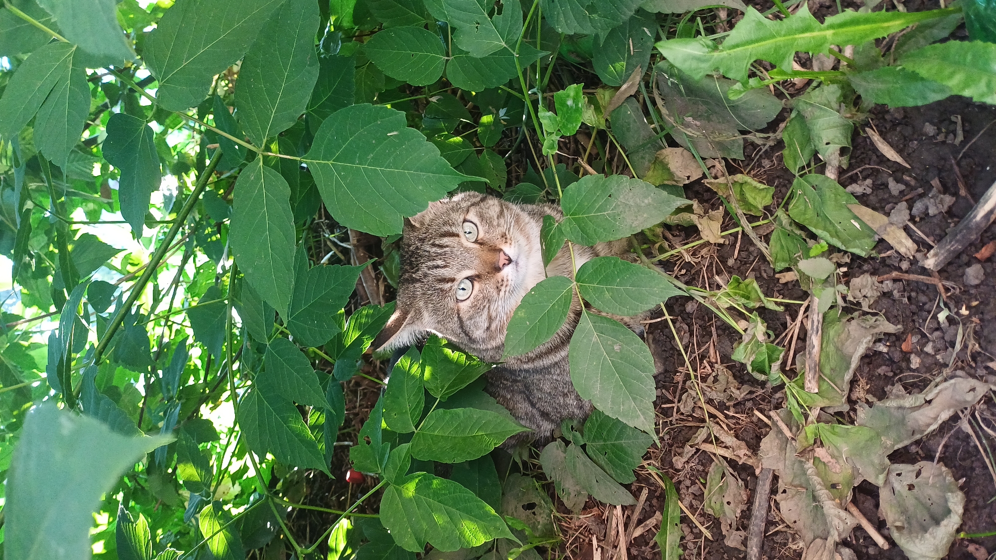 A tabby cat with bright green eyes is nestled in dense green foliage on the ground. The cat is looking directly at the camera. The ground is covered with dry leaves and twigs. The scene appears to be outdoors, possibly in a garden or park, in Izhevsk, Russia.