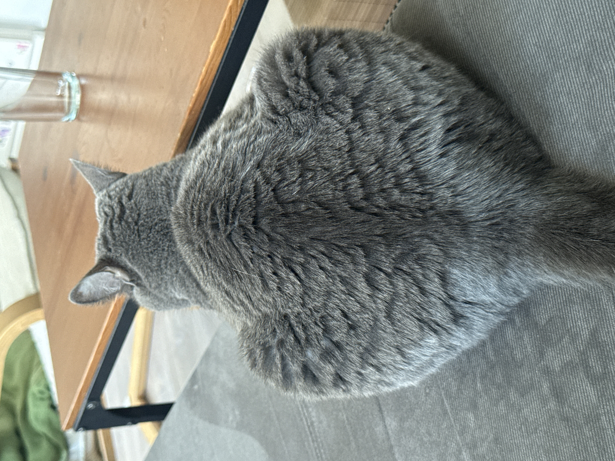 A gray, short-haired cat is seen from an overhead perspective. The cat is lying partially on a wooden table and partially on a gray corduroy surface, possibly a cushion or part of a chair. A glass of water is on the table near the cat's head. The setting is indoors with neutral light. The specific location within Sofia, Bulgaria cannot be determined from this image alone.