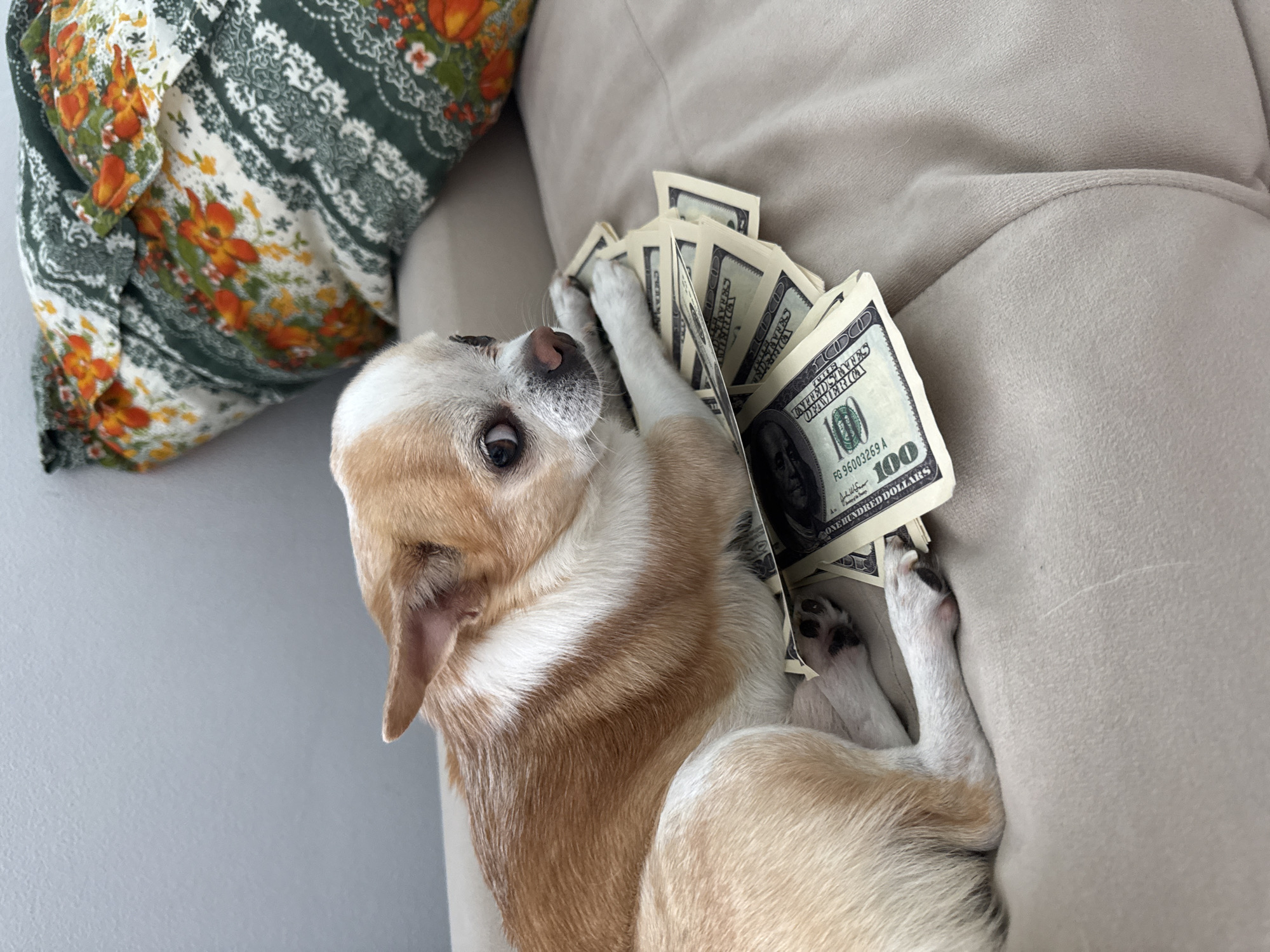 A tan and white Chihuahua lies on a beige sofa, clutching a stack of US $100 bills with its paws. A decorative pillow with a floral pattern is visible in the upper left corner of the image. The location is an interior space, possibly a living room, in the city of Unknown, Unknown.