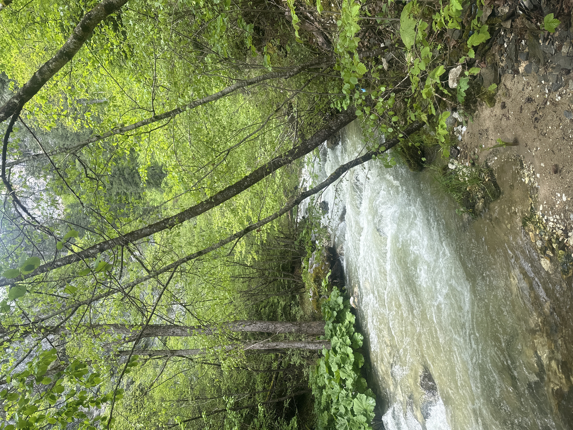 The image depicts a small, fast-flowing river in a forest setting. Lush green vegetation lines the riverbanks, with trees arching over the water. The water is slightly murky, suggesting sediment content. The location is Iagodina, Bulgaria. No people or animals are visible. The scene appears natural and undisturbed.