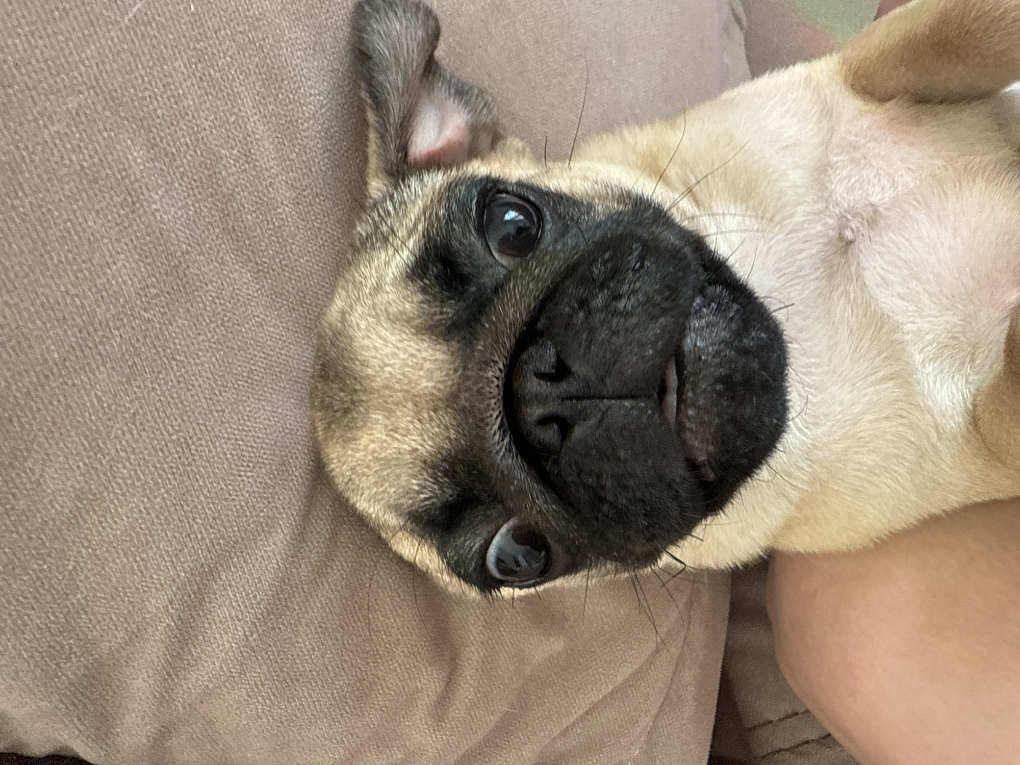 The image shows a pug lying on its back on a brown fabric surface, possibly a couch or bed. The pug's head is oriented towards the camera, with one ear flopped over. Its face is predominantly black around the nose and eyes, transitioning to a lighter tan color on the rest of its head and body. The eyes are wide and dark, reflecting light. A small portion of what appears to be a person's arm is visible in the lower right of the frame. The location is unknown.