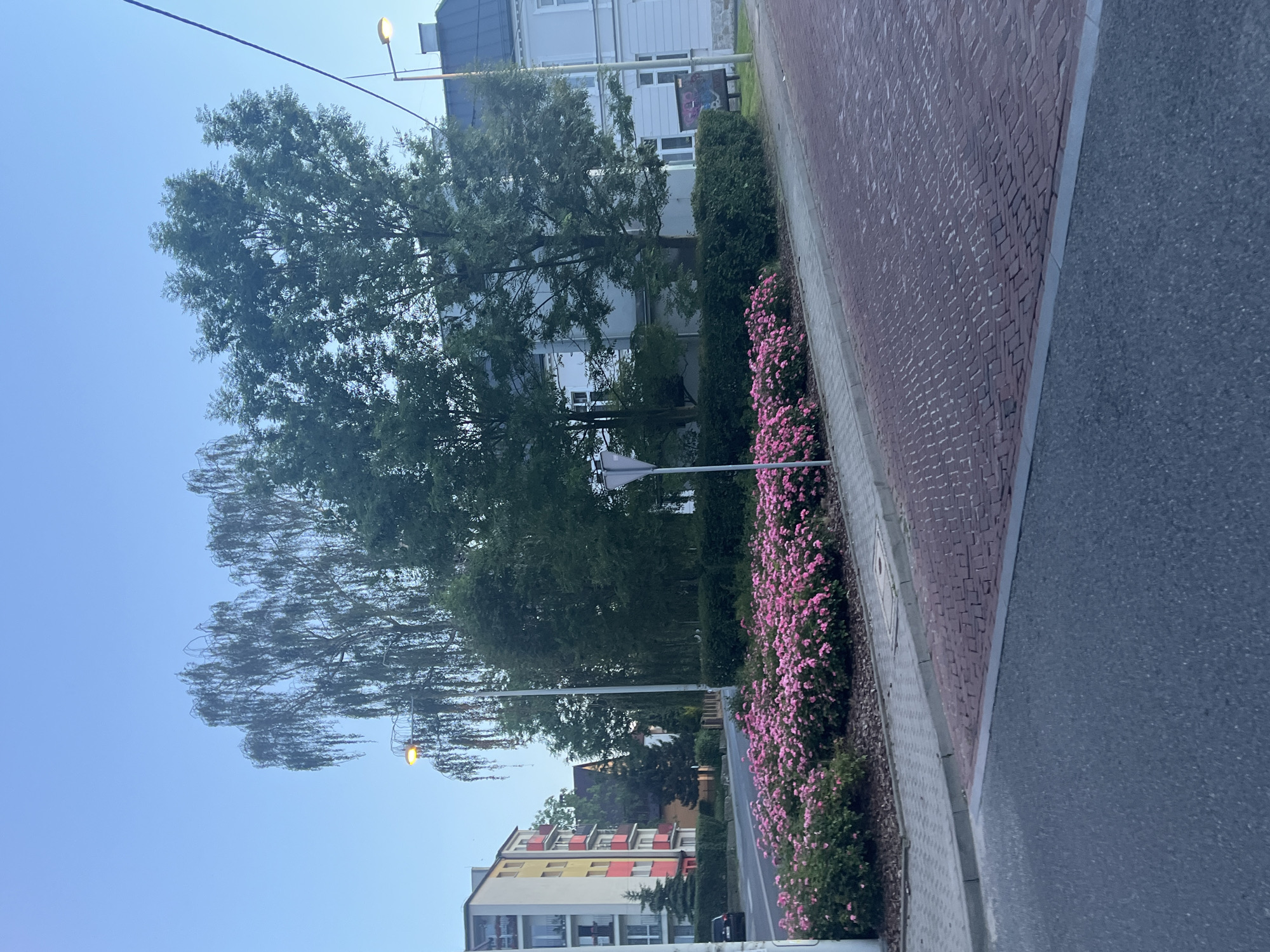The image shows a street scene with a sidewalk and a flowerbed filled with pink flowers. A tall, slender tree with drooping branches stands behind the flowerbed, and a larger, fuller tree is to its right. In the background, there are buildings, including a multi-story apartment building with colorful balconies and a white building with a dark roof. A street light is visible on the left side of the image, illuminating the area. The sky is a clear, pale blue. The ground is paved with cobblestones in some areas and asphalt in others.