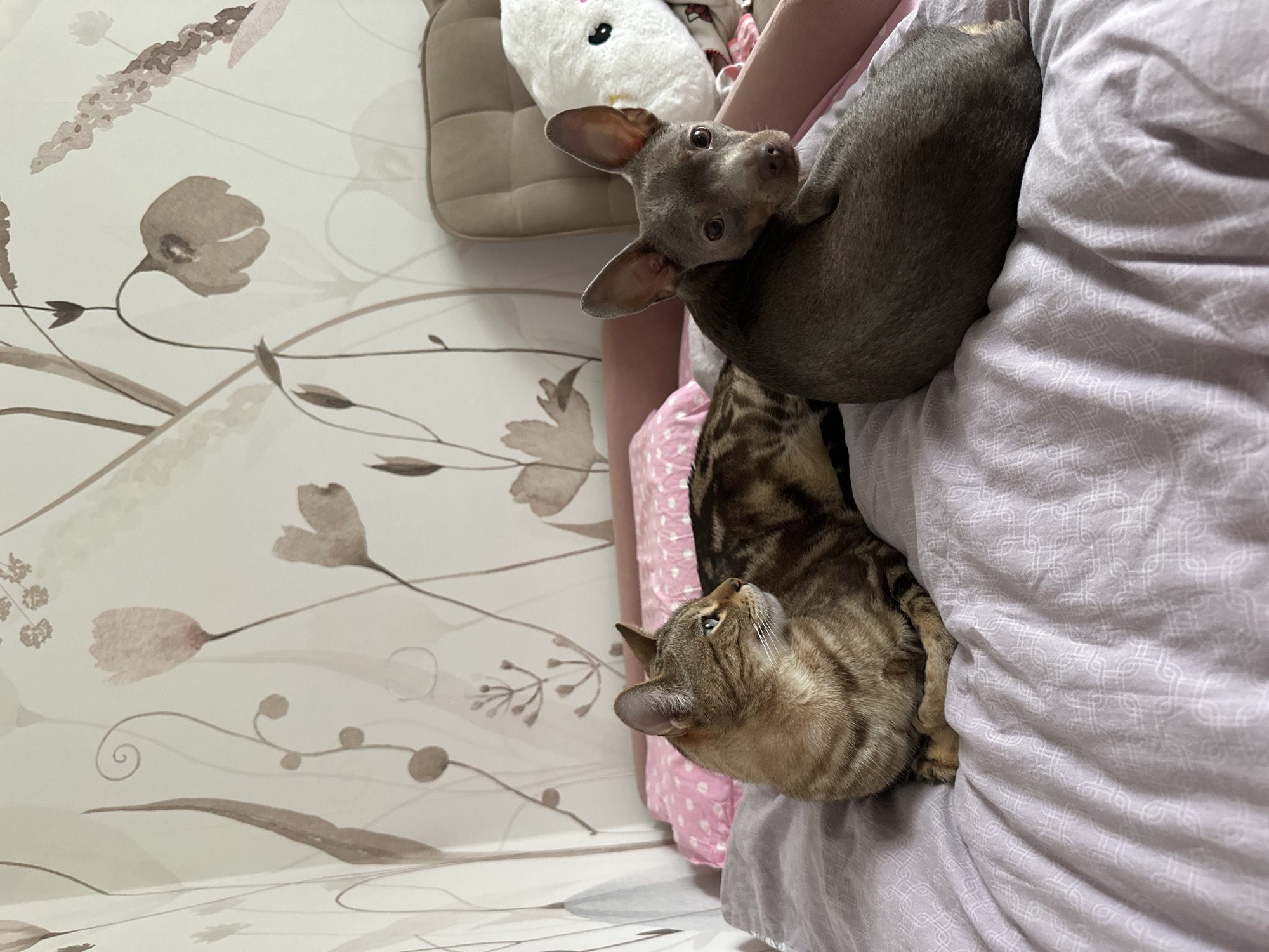 An image captured in Chaikovsky, Russia, depicts a domestic scene indoors, likely a bedroom. Two animals are present on a bed. On the left, a brown tabby cat with distinctive dark stripes and spots lies facing right, its front paws tucked, and its gaze directed to the right side of the frame. Its eyes are a light blue-green. To the right of the cat, a small greyish-brown dog with large, upright ears is curled on the bed, looking directly towards the camera. The bed is covered with a light purple duvet featuring a subtle patterned texture. A pink pillow with white polka dots is visible behind the cat. The background consists of a wall adorned with light-colored wallpaper patterned with muted brown and pink floral and botanical illustrations. To the far right, a light beige upholstered headboard or chair back with vertical tufting is partially visible, alongside a portion of a white, plush stuffed animal.