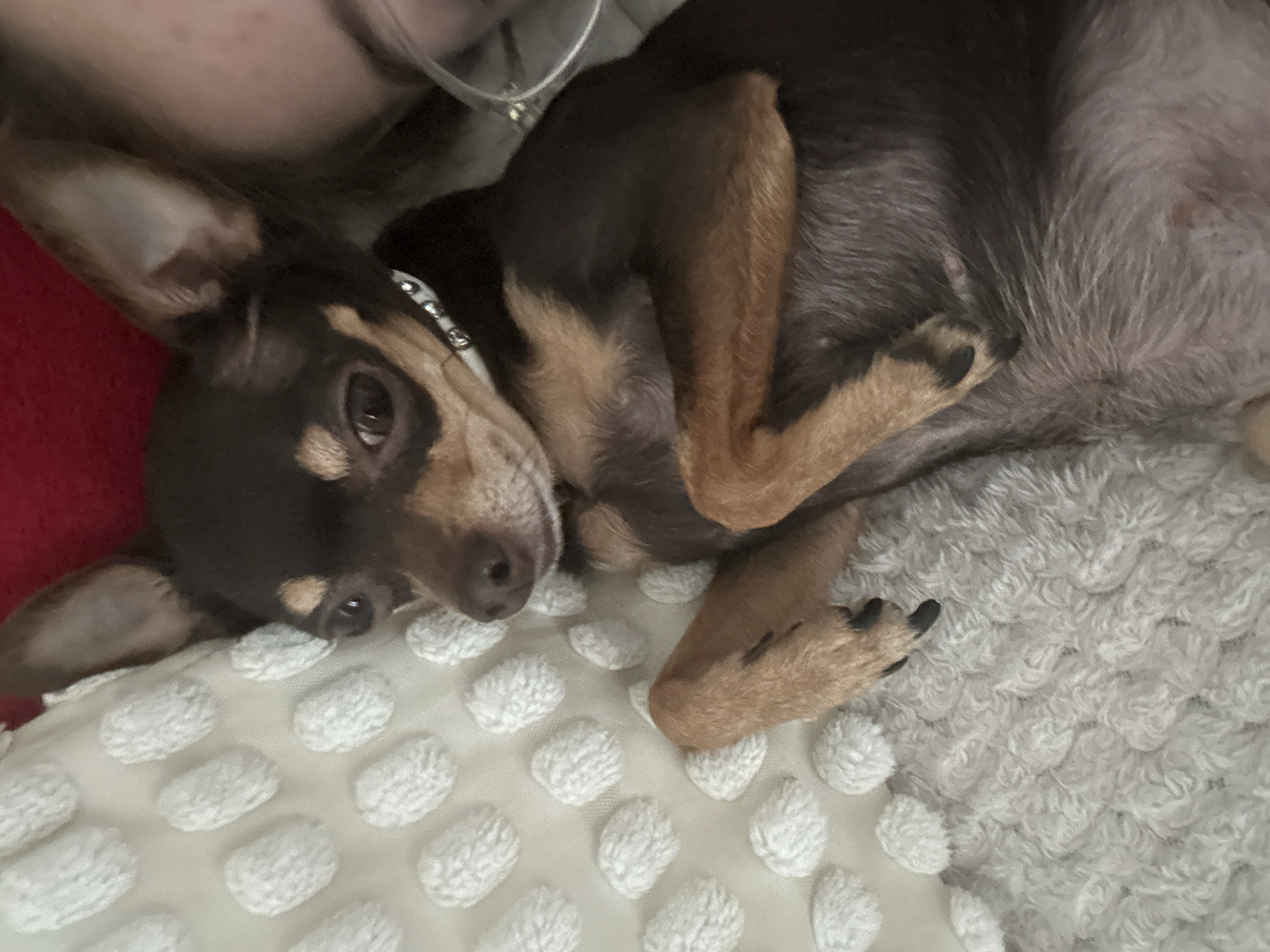 A close-up, slightly tilted, indoor shot presents a brown and tan Chihuahua. The dog lies on its side atop a textured white pillow and a grey, patterned blanket. The dog wears a collar. Parts of a red surface and an indistinct grey object appear in the background. There is no indication of the location being in London, United Kingdom.