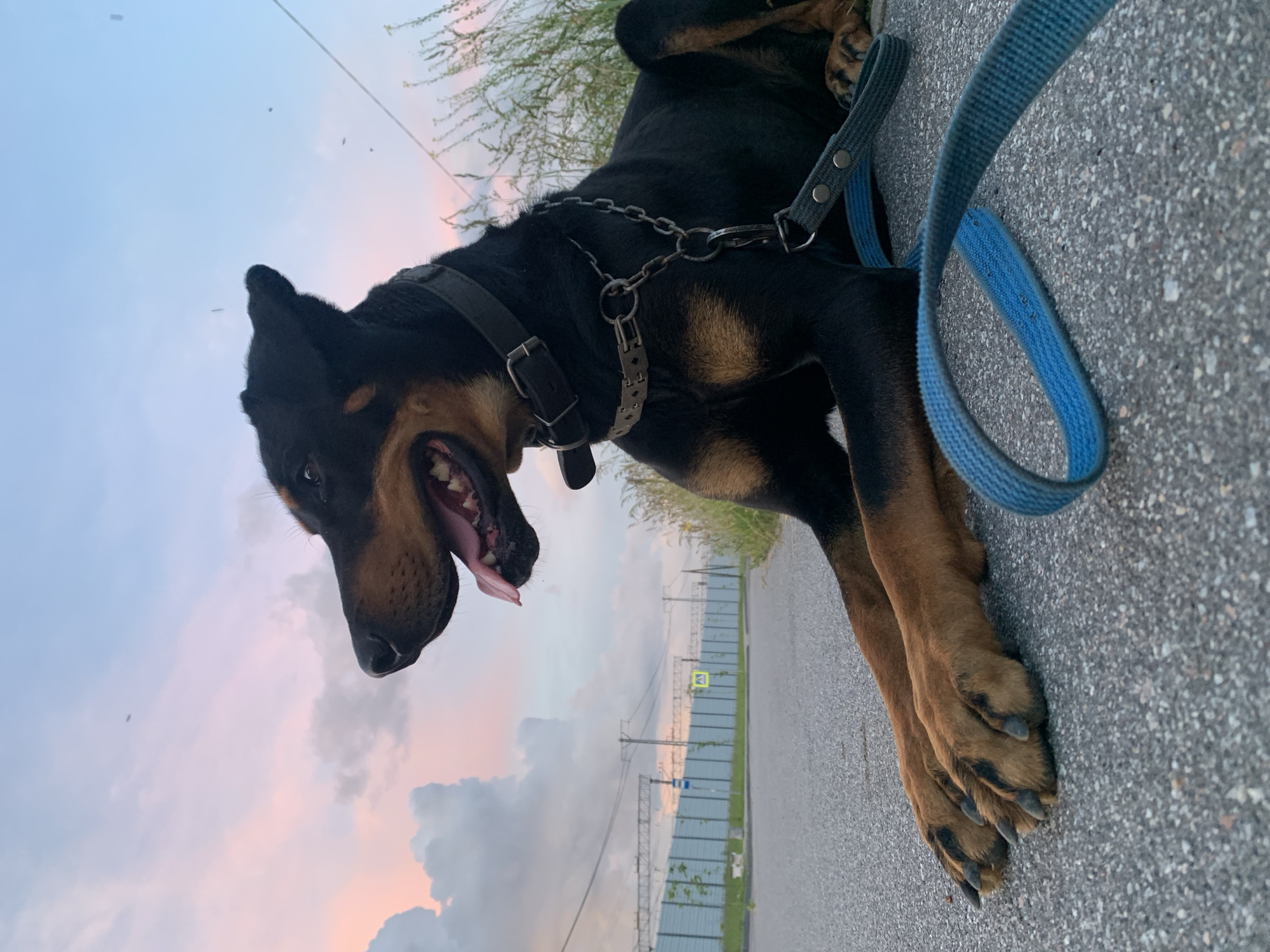 A black and tan Doberman Pinscher lies on an asphalt surface with its front paws extended. The dog is facing left, with its mouth open and tongue visible. The dog is wearing a black collar with a chain leash attached. In the background, a fence lines a road, and tall grass grows to the right of the dog. The sky above is a mix of blue, pink, and purple hues, with clouds and small dark specks that could be insects or birds. The scene appears to be outdoors, possibly in a rural or suburban area. The location is not specified in the image, but the request mentions Gatchina, Russia.