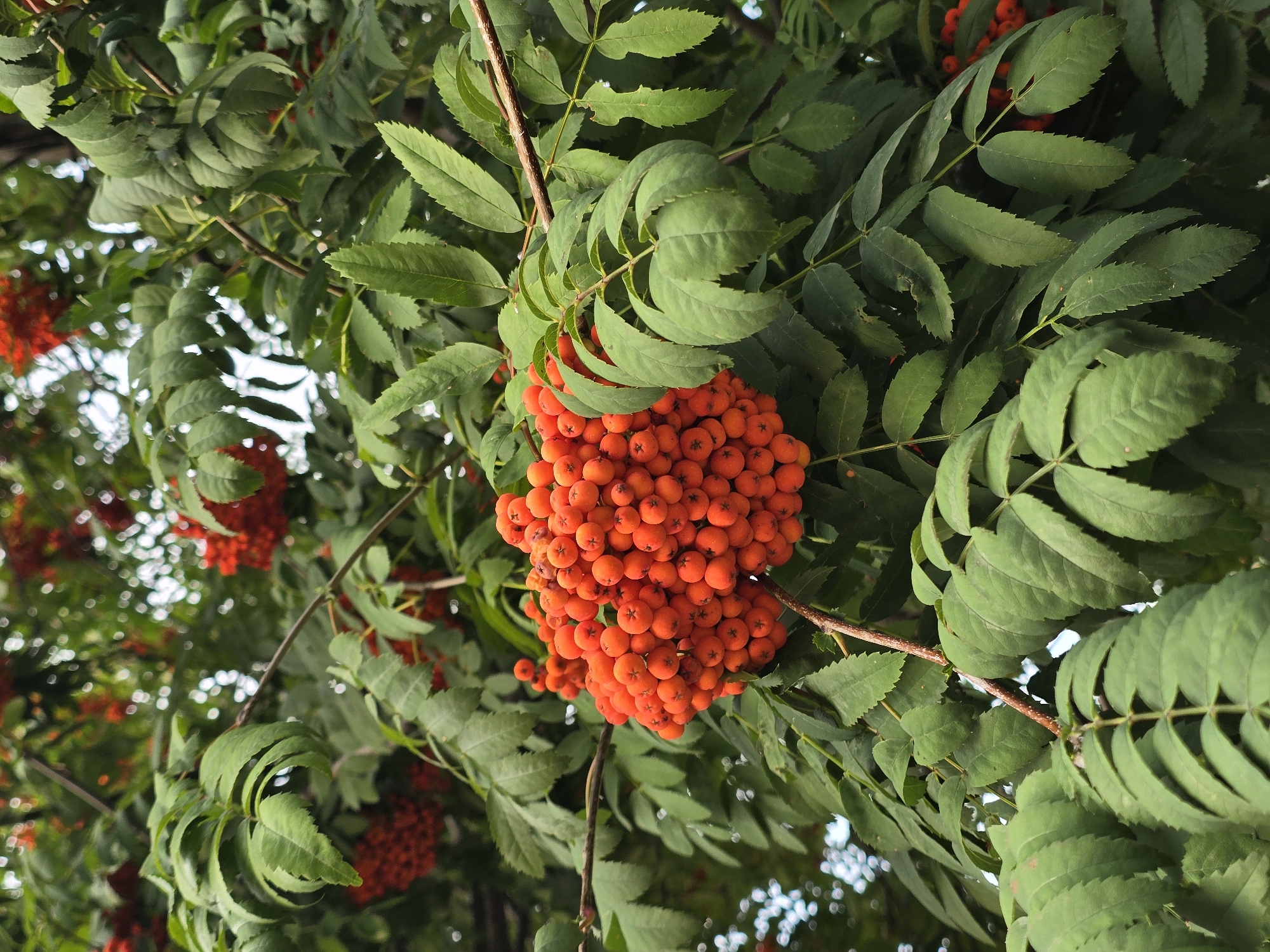 A close-up, low-angle outdoor shot focuses on a cluster of bright orange rowan berries hanging from a tree branch, surrounded by lush green leaves. The berries are small, round, and clustered tightly together, with some individual berries visible in sharp focus. The leaves are serrated and arranged in compound clusters, with some appearing slightly wilted. The background is a blur of green foliage and hints of other red berry clusters, suggesting a dense canopy. Sunlight filters through, creating bright highlights on the berries and leaves. The image appears to have been taken in Vyshneve, Ukraine, given the context provided. There are no people or animals present in the scene.