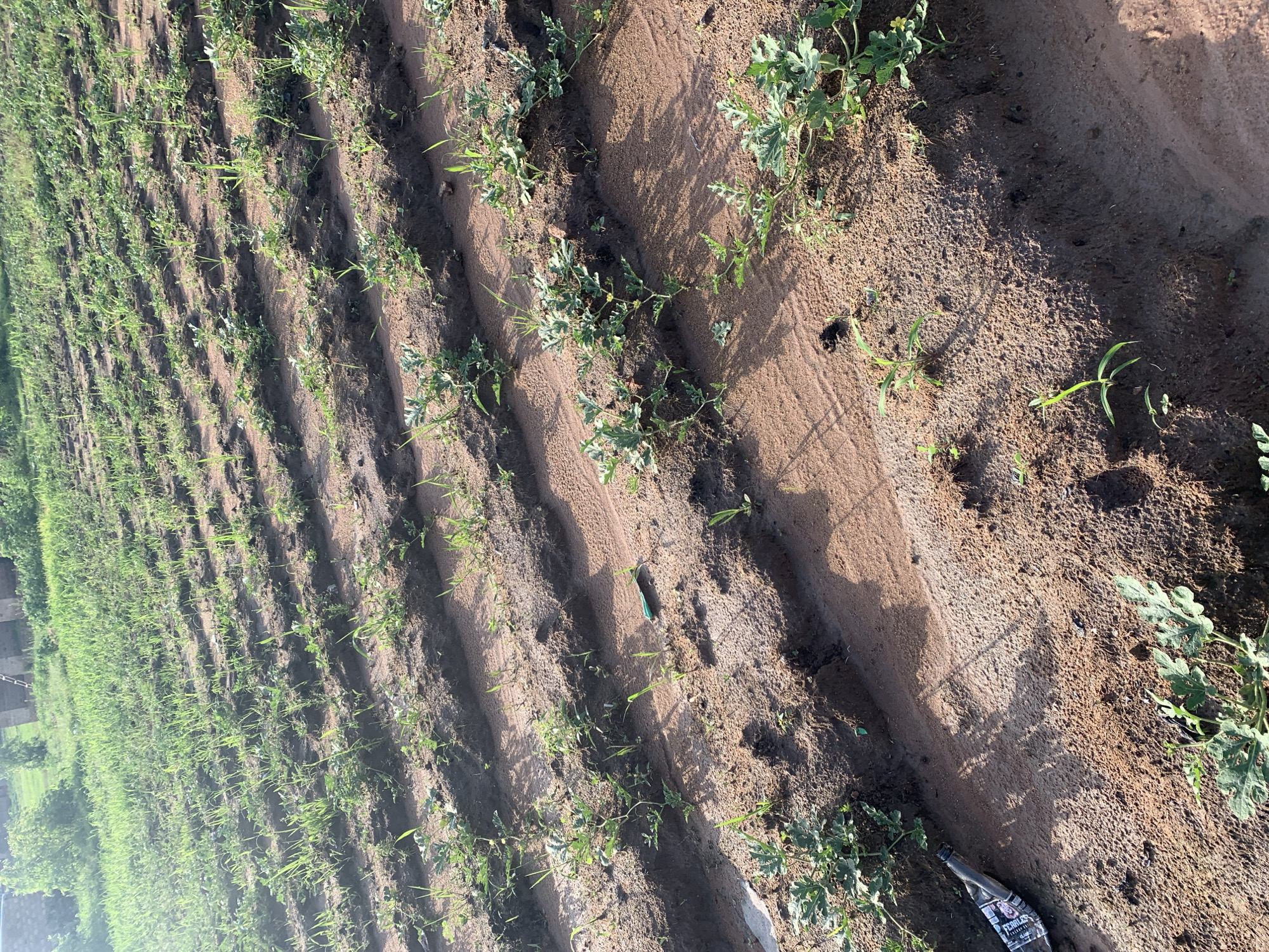 The image depicts a field with rows of young plants, likely crops, growing in sandy soil. The plants are small and green, with some showing signs of growth and development. The field appears to be outdoors, with natural light illuminating the scene. The background suggests a rural or semi-rural setting, with vegetation and possibly some distant structures. A discarded bottle is visible in the foreground, lying on the ground near some of the plants. The overall impression is that of an agricultural landscape in its early stages of cultivation.
Jalingo is the capital of Taraba State in Nigeria. The image could represent a farm or agricultural land within or surrounding the city. The sandy soil and the types of plants present are consistent with agricultural practices in such a region.