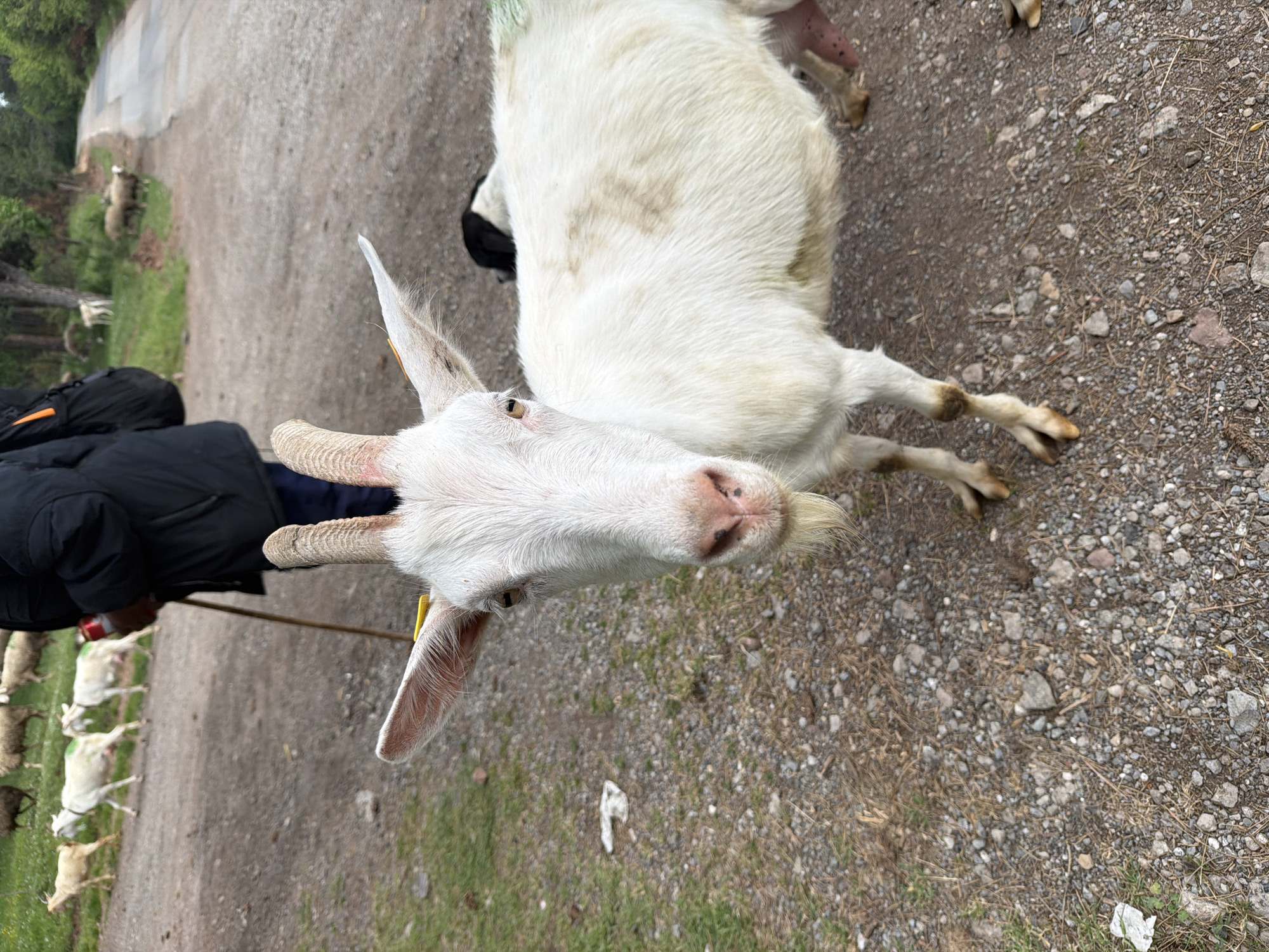 A white goat with curved horns stands in a gravelly and grassy area, facing the camera. A person wearing a black jacket and carrying a black backpack holds a stick near a row of sheep or goats in the background. The scene appears to be outdoors. The city of Sofia, Bulgaria, is not identifiable in this image.