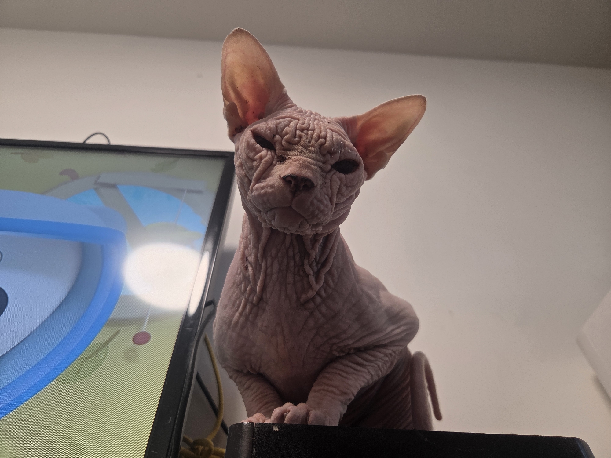 A Sphynx cat is perched on a black surface, facing forward and looking directly at the camera. The cat is a light pink color and has many wrinkles on its face and body. Its large ears are prominent, and its eyes are dark and appear partially closed, giving it a somewhat grumpy or sleepy expression.
To the left of the cat is a portion of a computer monitor or screen. The screen displays a light yellow background with some animated graphics that appear to be part of a game or application. A bright white light source is reflected on the screen. The setting appears to be indoors, likely a home environment, with a white wall visible in the background. The lighting suggests it might be daytime or a well-lit room. The overall mood is casual and domestic, focusing on the unusual appearance of the Sphynx cat. No visible text is present in the image.