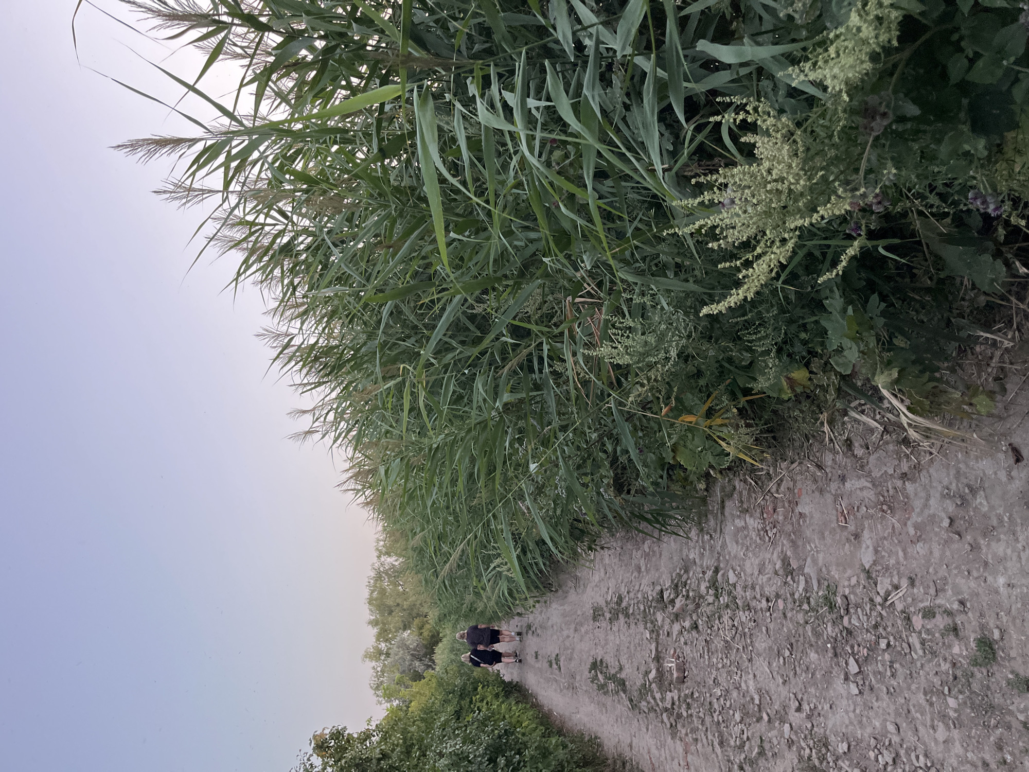 Two individuals are walking away from the camera on a dirt path lined with tall, green reeds on the right and dense foliage on the left. The path appears to be in a natural setting, possibly a park or a trail on the outskirts of Saratov, Russia. The sky is clear and pale blue, suggesting it is either early morning or late evening.