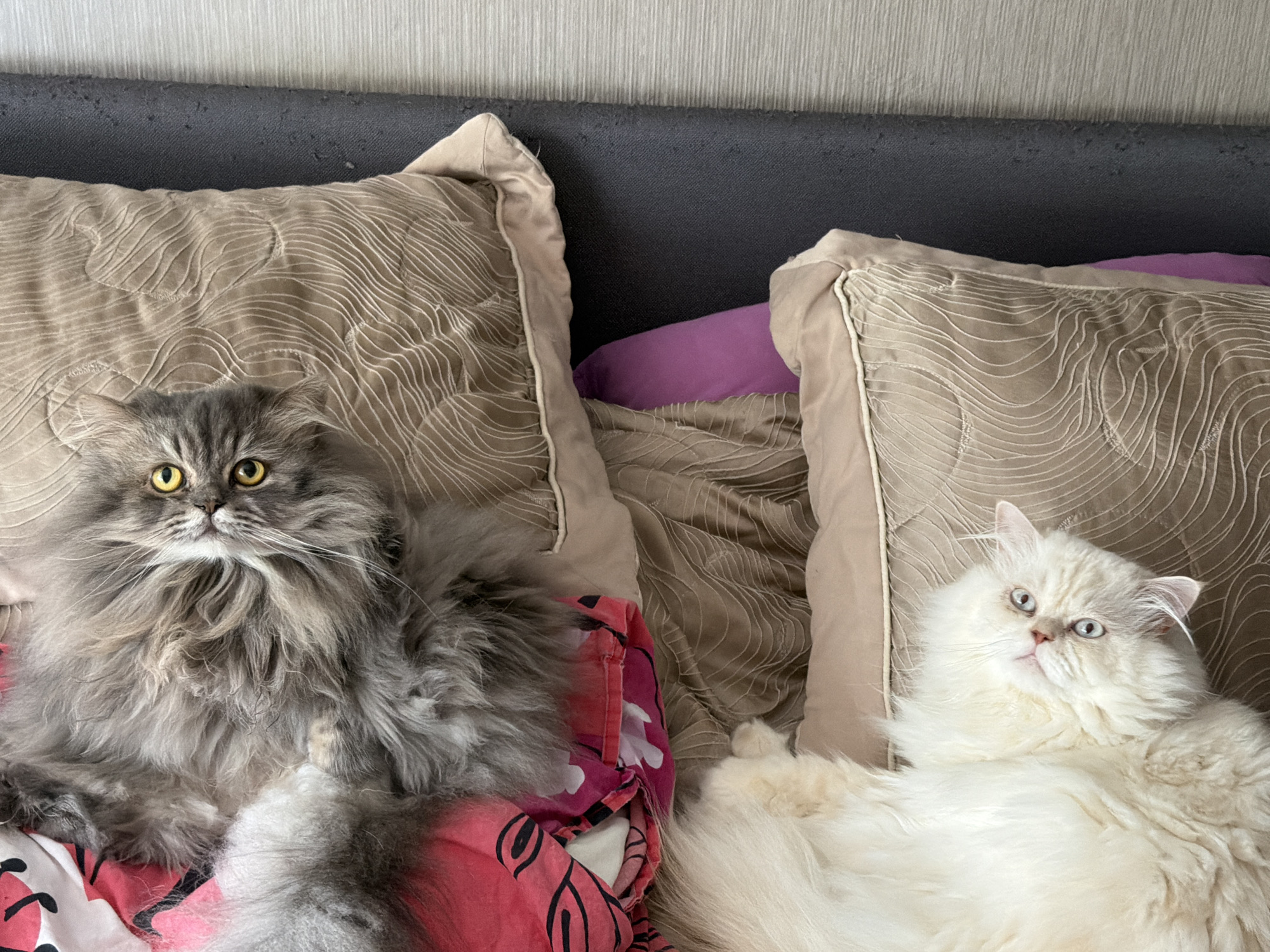 Two Persian cats are lying on a bed with a gray headboard. One cat is gray and sitting next to a tan pillow with a wave pattern design. The second cat is white and lying next to another tan pillow with a wave pattern design and a purple pillow. The cats are on bedding with a pink and red floral pattern. The background shows a wall with a striped texture. The location is not identifiable as being in the city of Varna, Bulgaria.