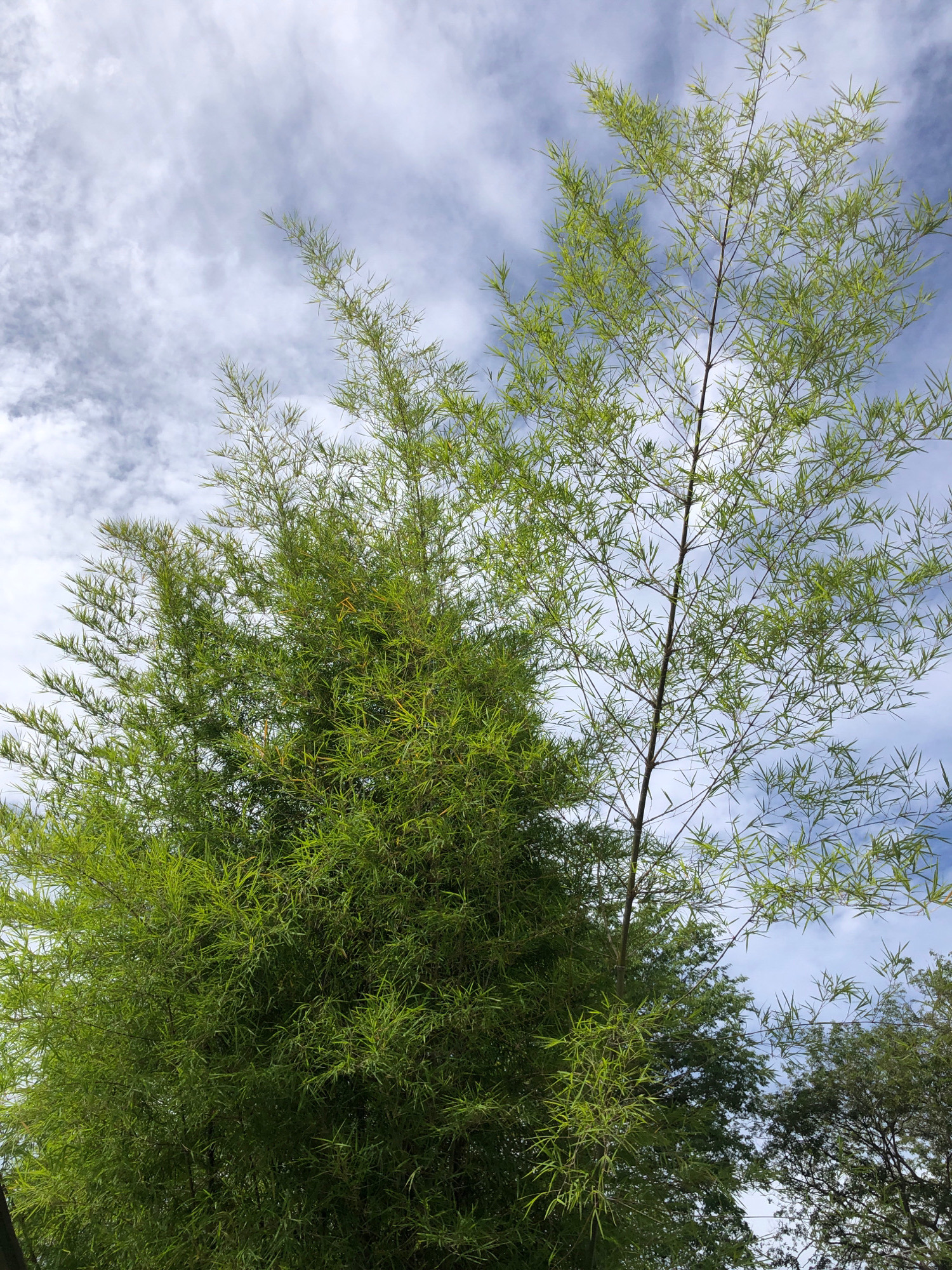In Tambonbaroh, Indonesia, a dense bamboo grove is captured against a backdrop of a partly cloudy sky. The bamboo stalks, some appearing taller and more mature on the right, are adorned with a profusion of bright green, feathery leaves that create a lush, verdant canopy. The leaves are thin and elongated, characteristic of bamboo foliage, and they are densely packed, obscuring the sky in some areas. The sky itself is a dynamic mix of pale blue and scattered white clouds, with some clouds appearing wispy and others more substantial, suggesting a fair-weather day with occasional cloud cover. The lighting suggests it is daytime, possibly late morning or early afternoon, with the sun illuminating the leaves from above, causing some to appear translucent and casting subtle shadows within the foliage. The perspective is looking upward, emphasizing the height and density of the bamboo. In the far background, to the right, darker green foliage of other trees can be seen peeking through the bamboo, adding depth to the scene. There are no people or animals visible in the image, and no discernible human activity. The overall impression is one of natural abundance and tranquility within a tropical environment.
