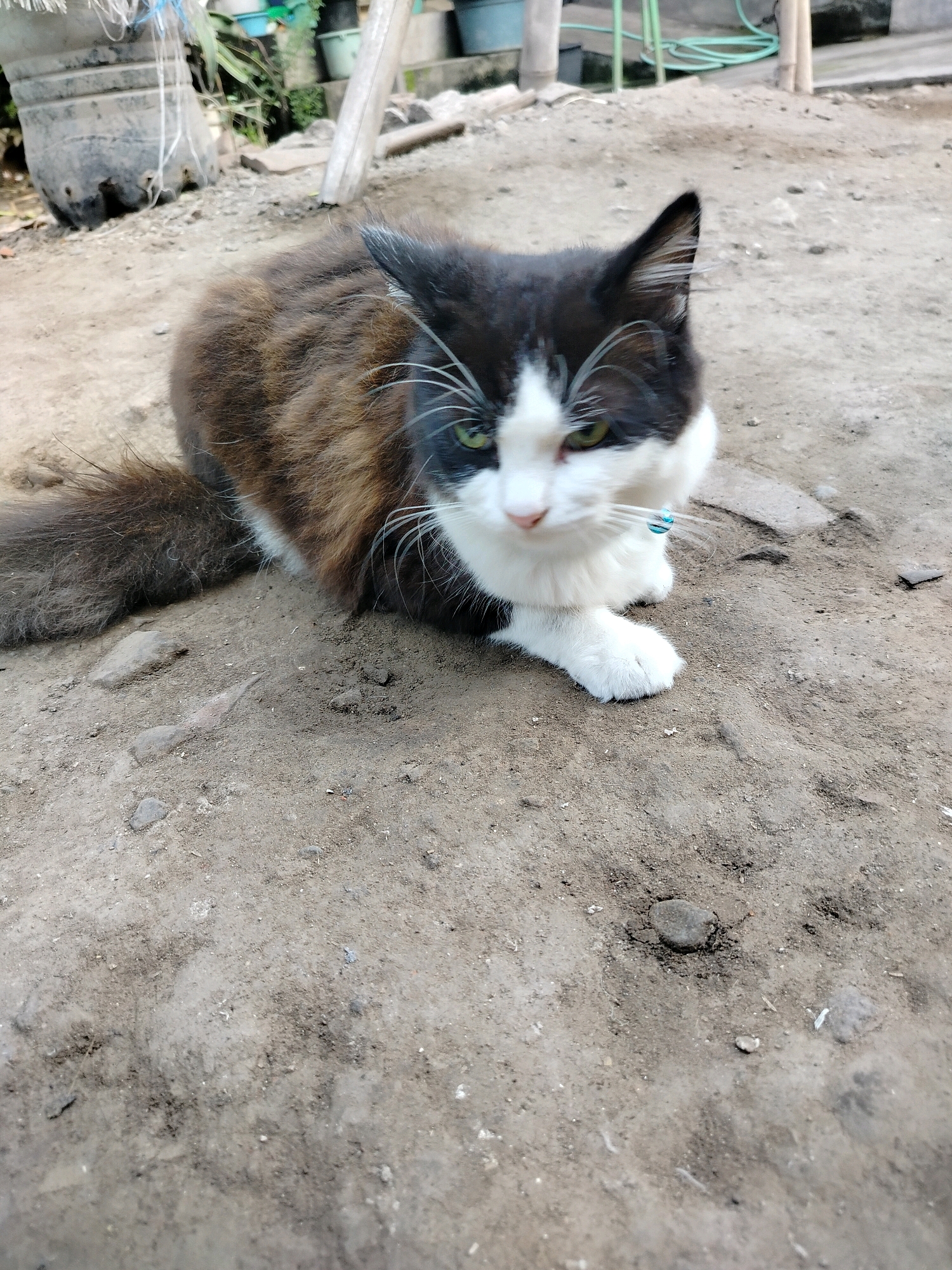 A medium shot shows a black and white long-haired cat resting on the ground outdoors. The cat is positioned in the center of the frame, facing slightly to the right. Its fur is a mix of black and brown, with white markings on its face, chest, and paws. The cat has green eyes and is wearing a light blue collar. The ground beneath the cat appears to be a mixture of dirt and small stones. In the background, out of focus, are some plants, pots, and what looks like a discarded plastic container. The lighting suggests it is daytime. The location is identified as Beloh, Indonesia.