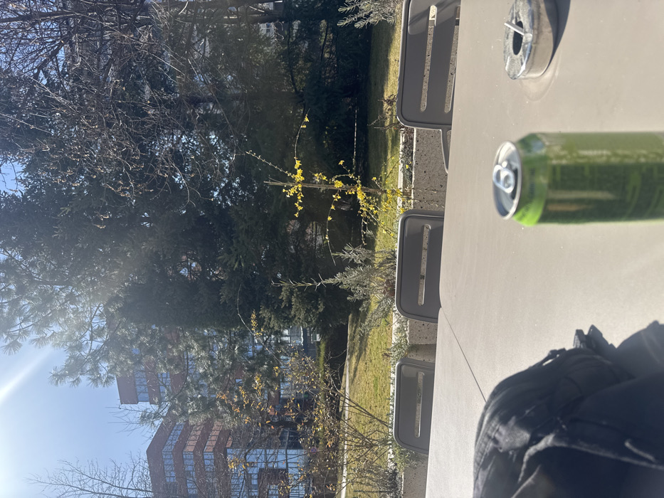 The image depicts an outdoor scene on a sunny day, likely during early spring, observed from a seated perspective at a table. In the immediate foreground, a light-colored rectangular outdoor table occupies the lower half of the frame. On the left side of the table, a crumpled black fabric item, possibly a backpack or jacket, is visible. Centered on the right side of the table is an opened green beverage can, positioned vertically. To its right, a round silver metallic ashtray contains a single white cigarette resting in one of its grooves.
Beyond the table, two dark grey outdoor chairs with horizontal cutouts in their backs are visible, facing away from the viewer. Behind the chairs, a concrete planter or low wall demarcates a landscaped area featuring a maintained green lawn. Within this landscaped section, sparse vegetation includes silvery-leafed plants, possibly lavender, and a small shrub with bright yellow blossoms, indicative of Forsythia in bloom.
The background is dominated by dense evergreen trees and several bare deciduous trees. In the upper left and central left, a prominent modern building complex is visible. This multi-story structure features distinctive red-brown brick facades interspersed with large, reflective glass windows, exhibiting a tiered or stepped architectural design. A strong sun flare emanates from the upper left corner, indicating direct sunlight.
Based on the distinctive architecture of the background building, the location is identified as **Business Park Sofia**, specifically within the Mladost 4 district of Sofia, Bulgaria. The scene suggests a tranquil break environment within a corporate or commercial complex. No individuals are visible.