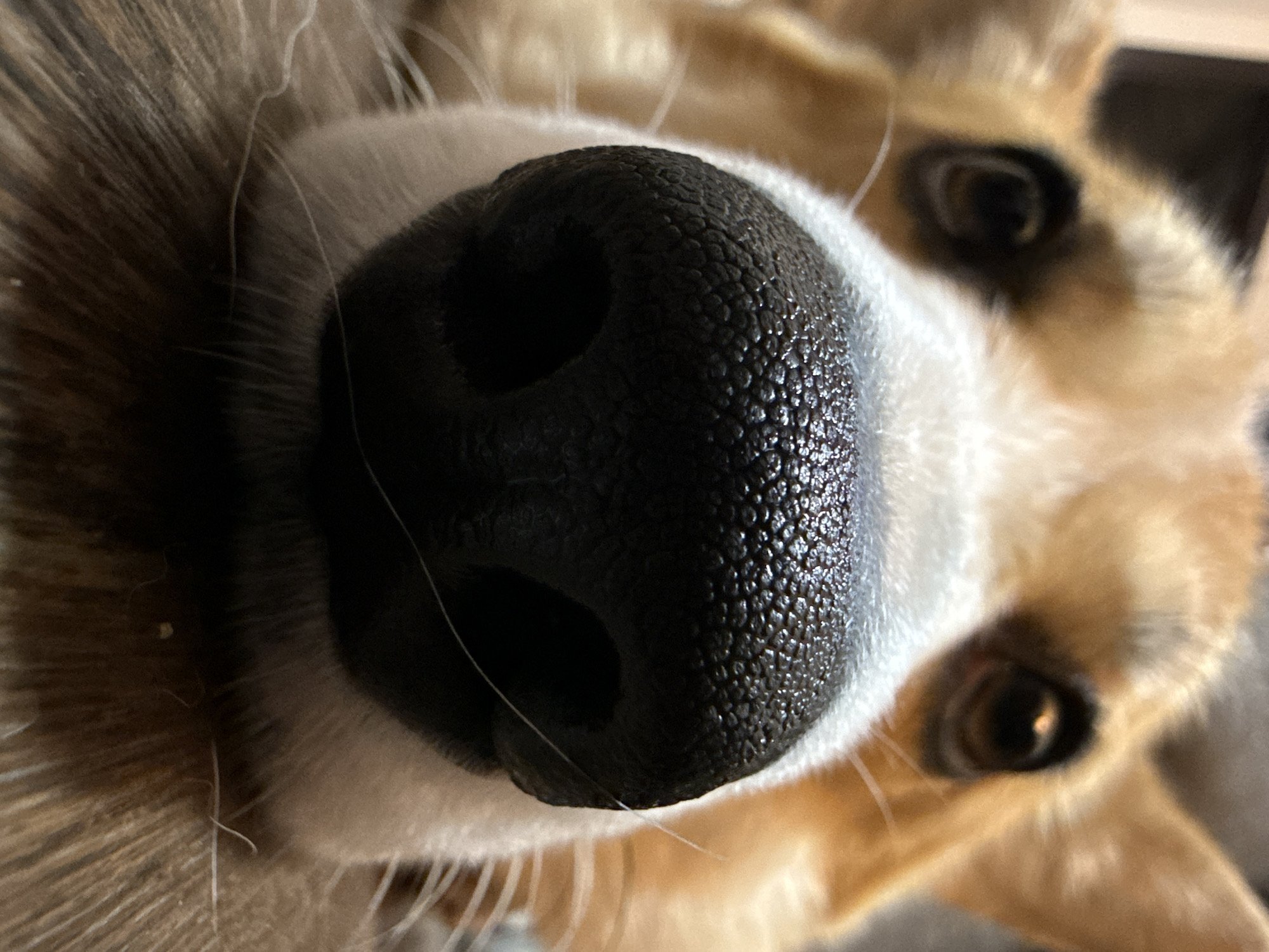 A close-up photograph shows the face of a corgi dog. The dominant feature is the dog's large, black nose, filling a significant portion of the frame. The texture of the nose appears bumpy. The dog's fur is a mix of white and tan. The dog's eyes are visible, looking directly at the camera, suggesting the photo was taken from a close range. The image doesn't provide enough information to determine its location in Votkinsk, Russia.