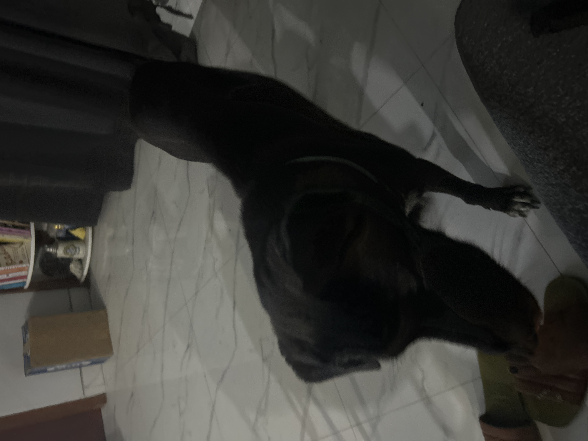 A black dog is lying on a tiled floor. The dog is dark and appears to be a medium to large breed. Its body is stretched out, and its head is resting on the floor. One of its paws is visible in the foreground, resting near a pair of slippers. The floor is made of white tiles with thin gray grout lines, creating a grid pattern. In the background, there is a dark, solid surface that could be furniture or a wall. To the left, a shelf with various items, including what appear to be books or binders and containers, is visible. A cardboard box is also present on the floor. The lighting suggests it might be indoors or in a shaded outdoor area, possibly at night or in low light conditions. The overall scene is domestic.