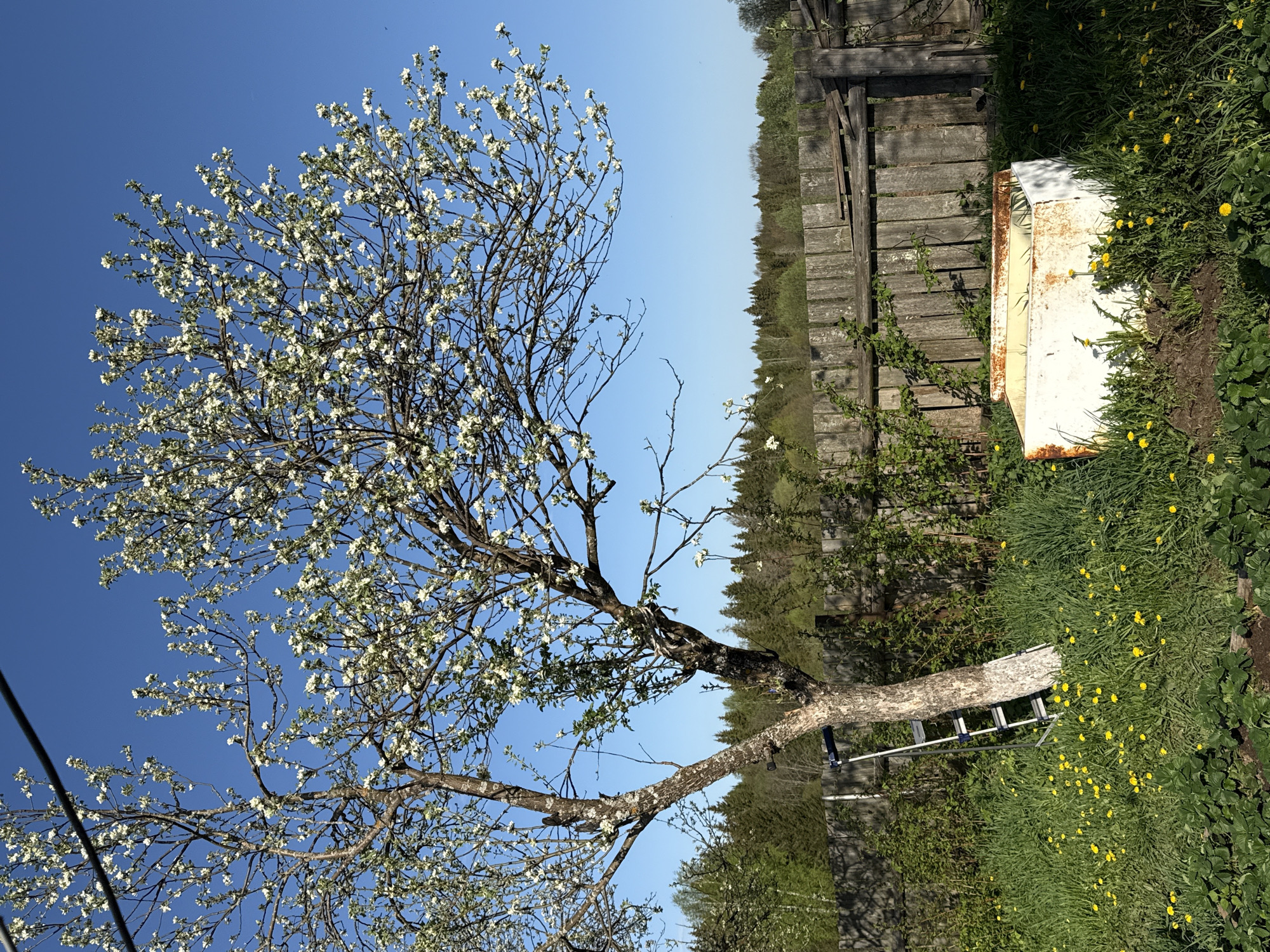 The image depicts a blossoming tree in what appears to be a rural or semi-rural setting, potentially within the Rysai region, Russia. The tree is laden with white flowers against a clear blue sky, suggesting spring. A wooden fence and a strip of coniferous trees are visible in the background, indicative of a forested area near the property. On the ground, there is a patch of grass dotted with yellow dandelions. An old, rusty refrigerator or freezer is placed next to the fence, partially obscured by the grass and dandelions. A metal ladder lies under the tree's trunk. There are no people visible in the image.