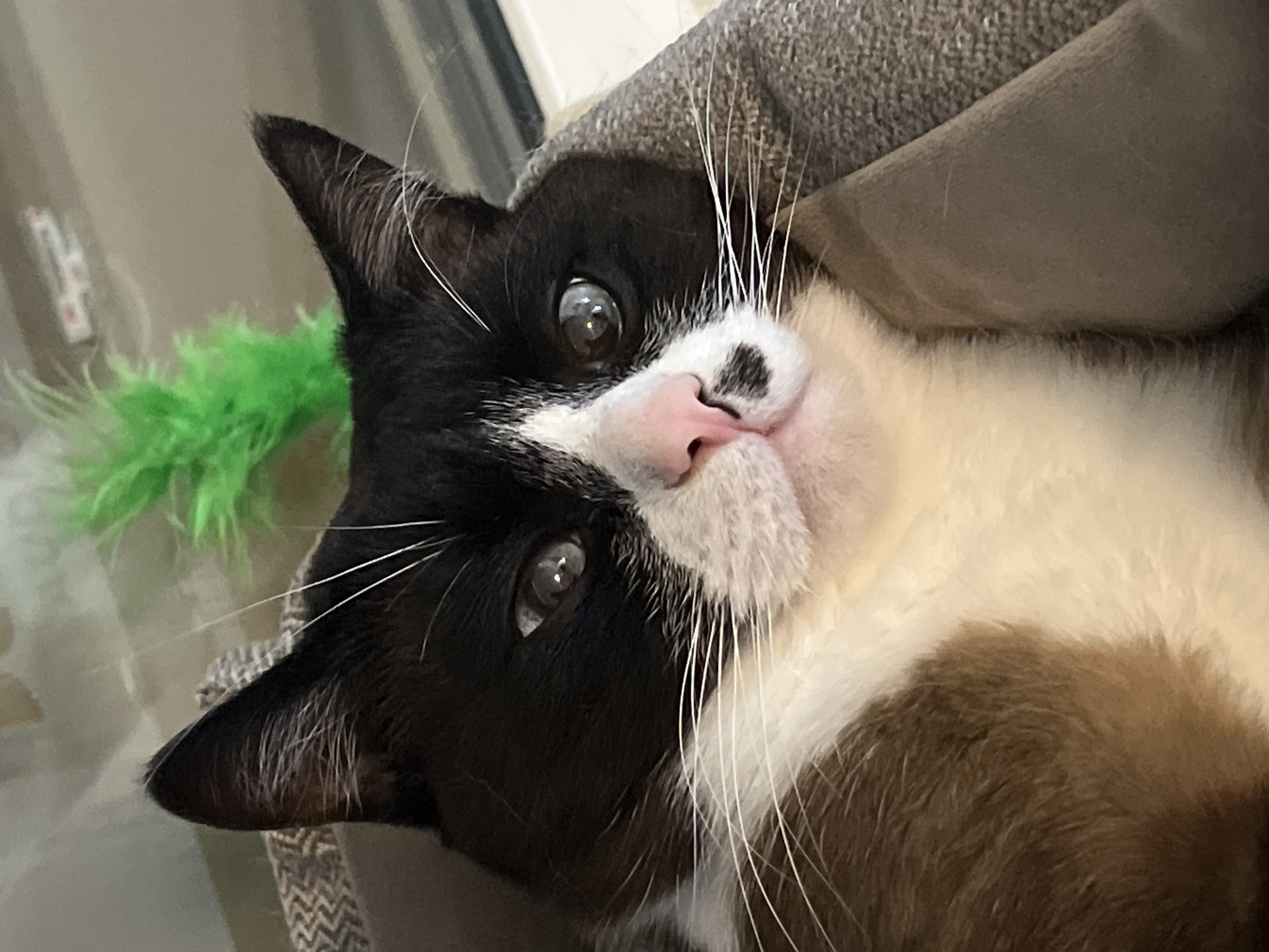 A close-up, slightly tilted, medium shot captures a black and white cat partially nestled in a grey cushioned pet bed. The cat has a pink nose with a black spot and long white whiskers. Green fuzzy cat toy is visible to the left of the cat's head. The background is out of focus.