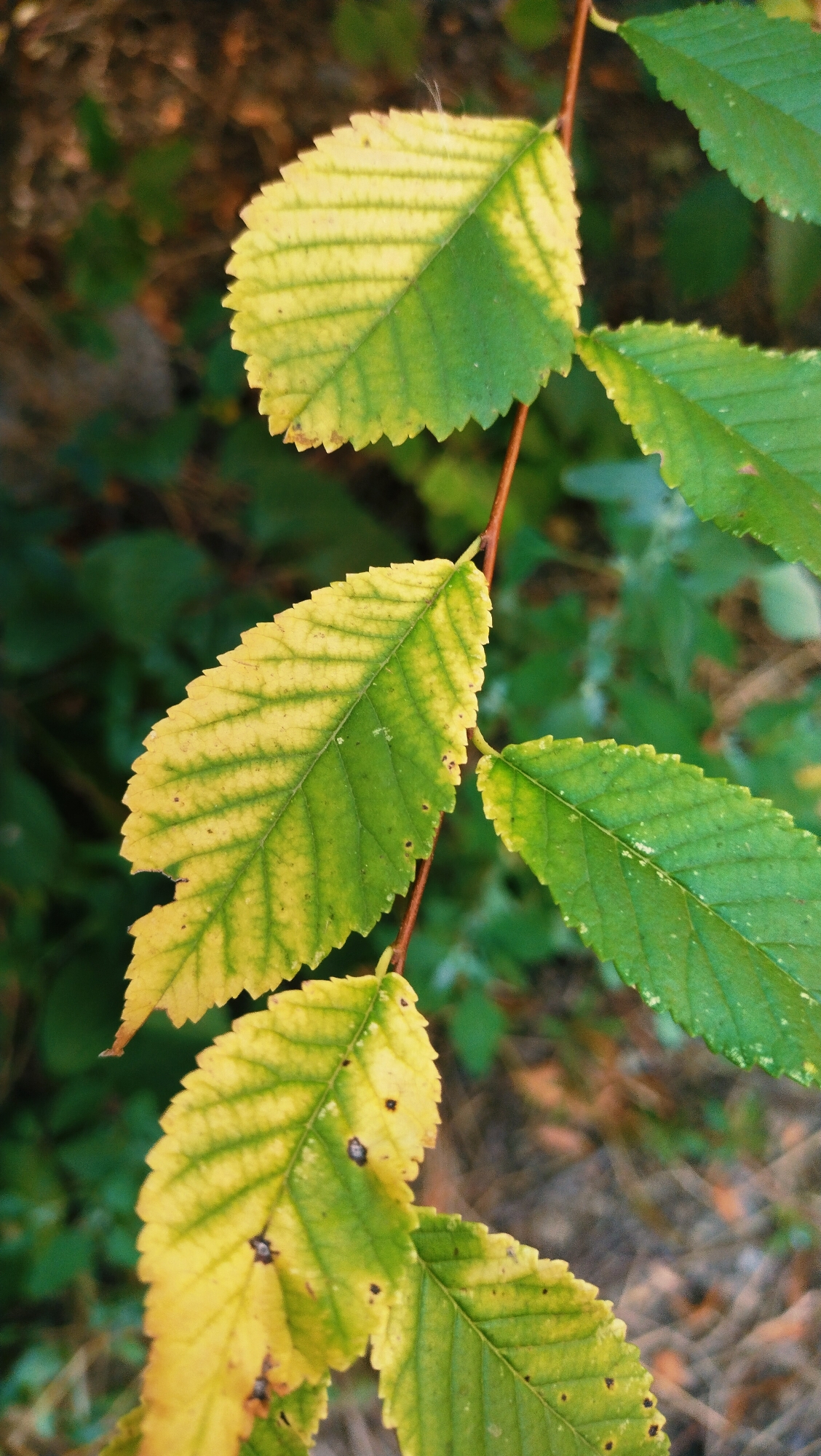 The image shows a close-up view of several leaves on a branch. The leaves are green and yellow, with serrated edges and prominent veins. The background is blurred, showing dark green foliage and brown and tan elements that appear to be dry leaves or ground cover. The lighting suggests it is daytime, possibly late afternoon, with some sunlight filtering through. There are no people or man-made objects visible in the image. The location in the city of Horishni Plavni, Ukraine, is not discernible from the visual information in the photograph.