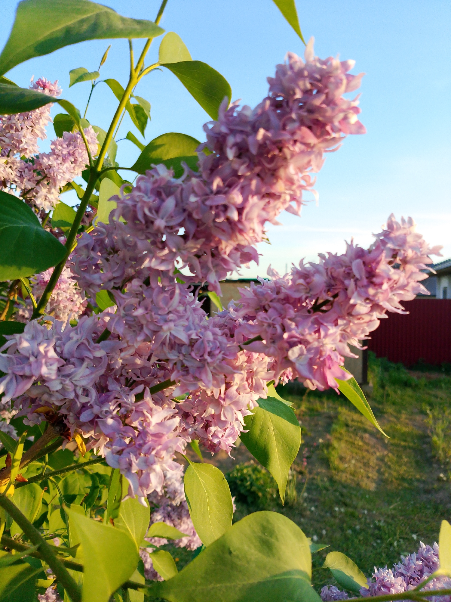 The image depicts a close-up view of a blooming lilac bush in what appears to be a residential area, possibly in Прикамский, Russia. The lilac bush features clusters of light purple flowers and vibrant green leaves. The background shows a blurred view of a red fence, a house, and grassy areas suggesting a garden or yard. The sky above is a gradient of blue. The setting appears to be during daylight, with natural lighting illuminating the lilac bush.