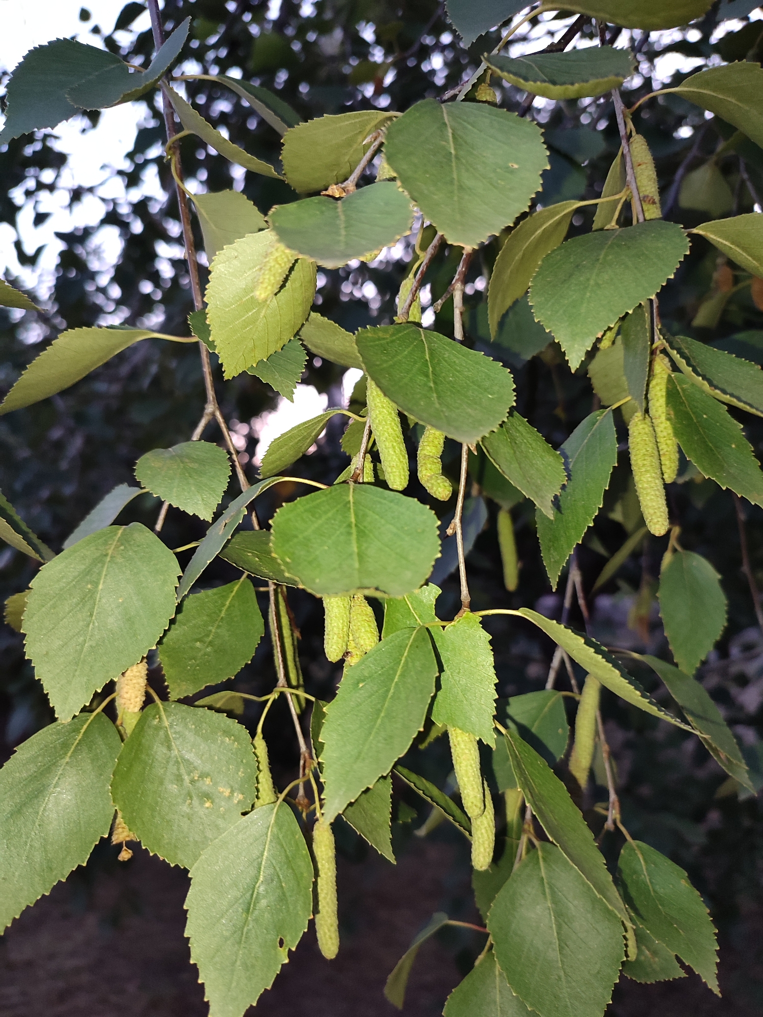 The image displays a close-up view of a birch tree branch with several green leaves and immature catkins. The leaves are ovate with serrated edges and exhibit a moderate green coloration. The catkins, which are elongated and cylindrical, are light green and hang from the branch. The background consists of blurred foliage and hints of bright light, suggesting an outdoor setting, possibly a park or a street in Shyshaky, Ukraine. No people or specific actions are depicted. The lighting appears to be natural, indicating it was taken during daylight hours.