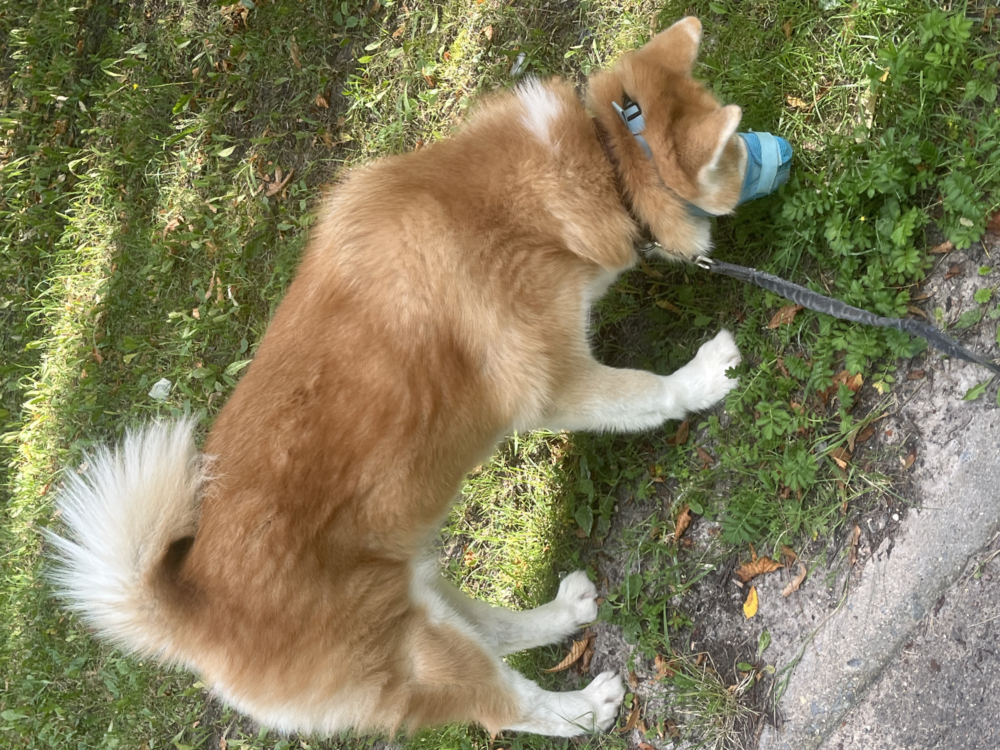 The image shows a medium-sized dog with golden-brown fur and white markings on its legs and tail. The dog is wearing a blue sock or boot on its right front paw and a blue collar with a buckle. It is on a leash, which is partially visible. The dog is sniffing at a blue object on the ground, possibly a toy or a piece of litter. The background is a grassy area with scattered leaves and dappled sunlight, suggesting an outdoor environment. The edge of a paved surface, possibly a sidewalk or path, is visible on the left side of the image. There is no indication of the city of Minsk, Belarus, or any specific urban features.