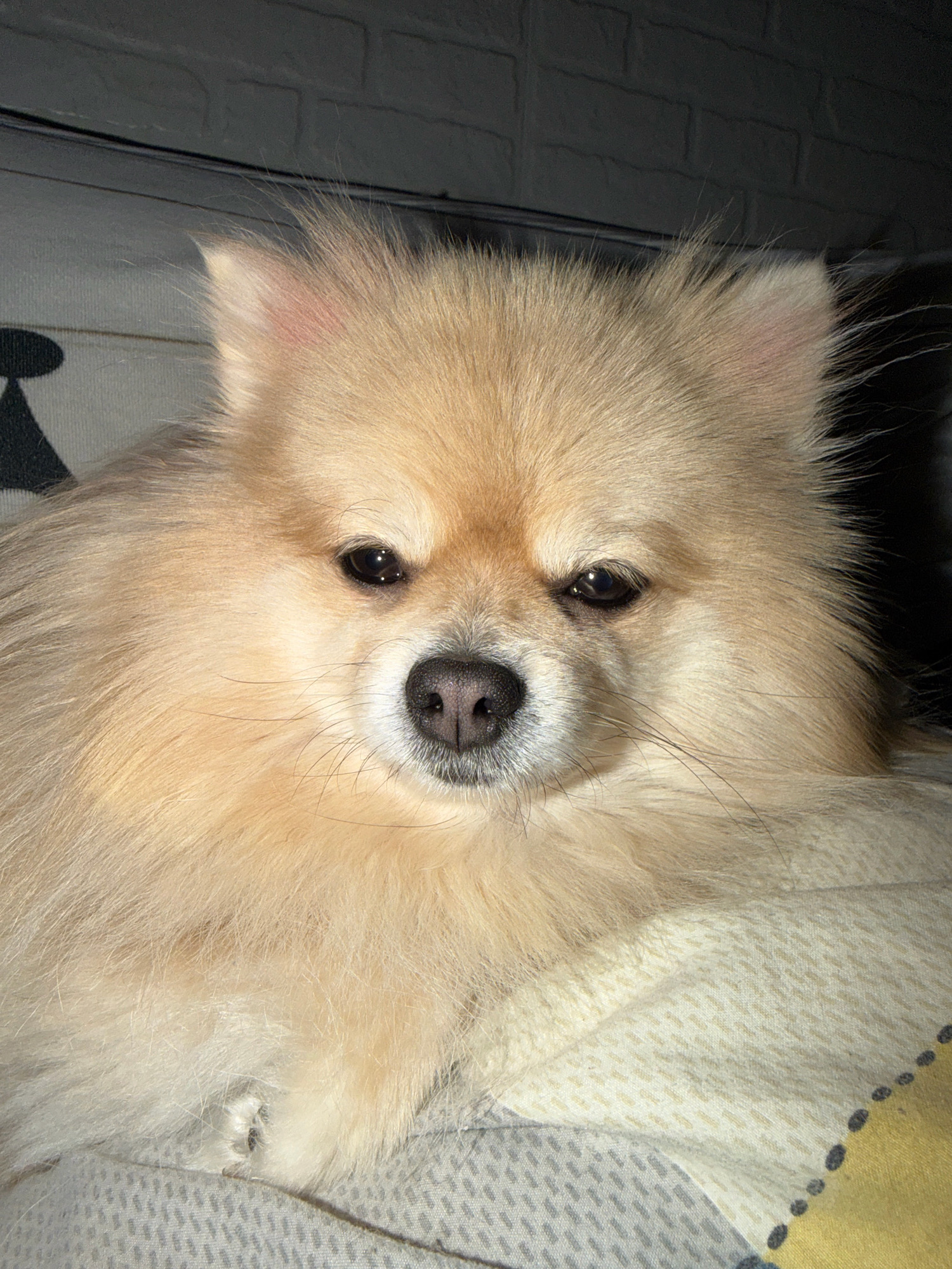 A close-up, eye-level shot shows a fluffy Pomeranian dog lying on a patterned fabric. The dog has light tan fur, dark eyes, and a black nose. Its ears are visible, peeking out from its thick mane. The background is dark and appears to be a brick wall. The fabric beneath the dog has a repeating pattern of light and dark grey geometric shapes, interspersed with yellow and white areas. There is no indication of the city of Tbilisi, Georgia.
