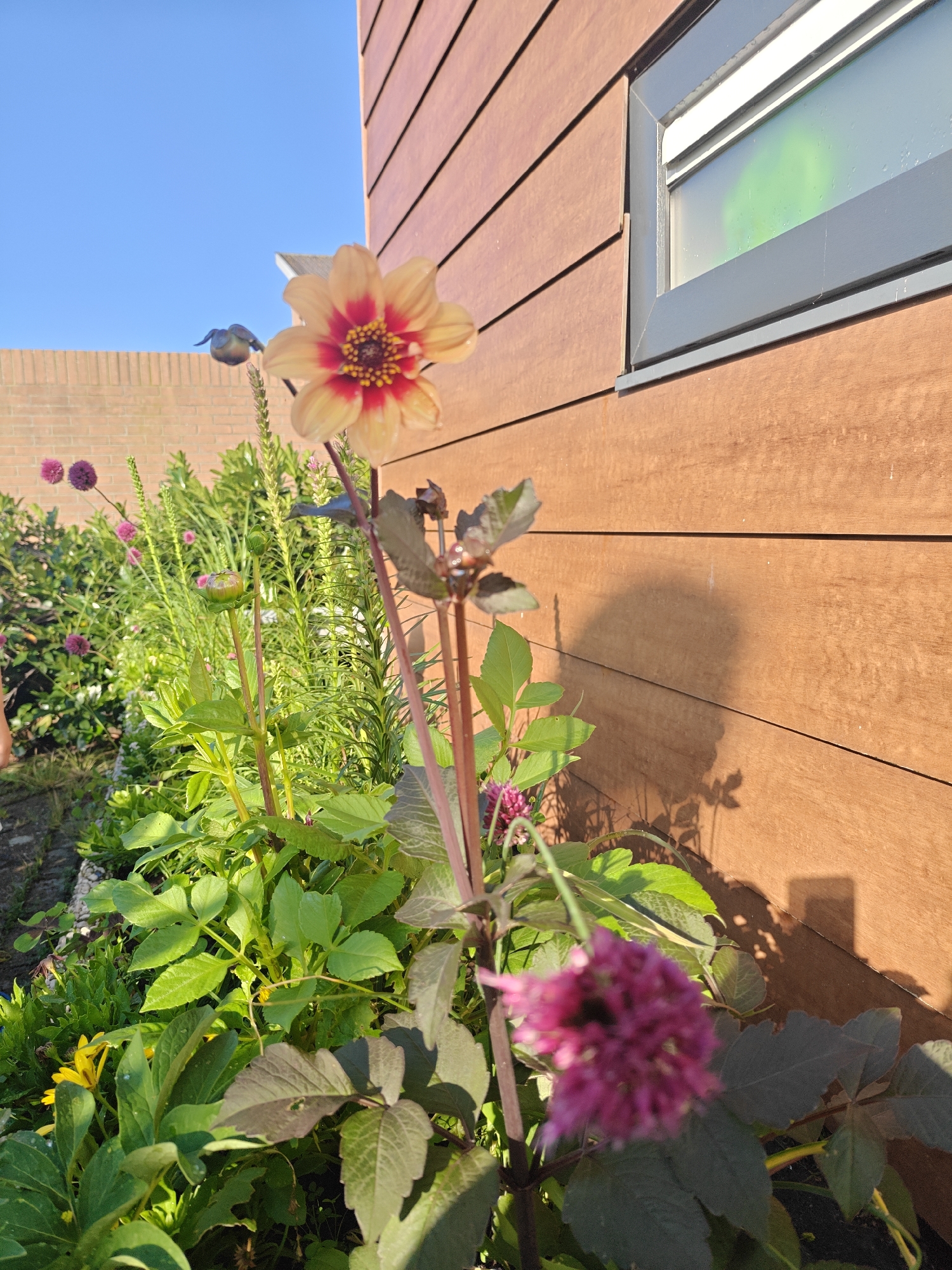 A close-up, eye-level shot shows a garden with various plants and flowers in front of a wooden wall. In the foreground, a light orange dahlia with a red center is in bloom. Behind it, a cluster of small, deep pink flowers is visible, blurred due to being out of focus. Several green plants with broad leaves are also present, along with some taller, spiky green foliage and a few buds. A yellow flower is partially visible towards the bottom left. The garden is situated in a residential area of Nieuw-Vennep, Netherlands, with a brick wall and a clear blue sky in the background. A modern wooden-paneled wall with a rectangular window is to the right of the frame. The window is dark and reflects a faint green light. A shadow of a plant is cast on the wooden wall.