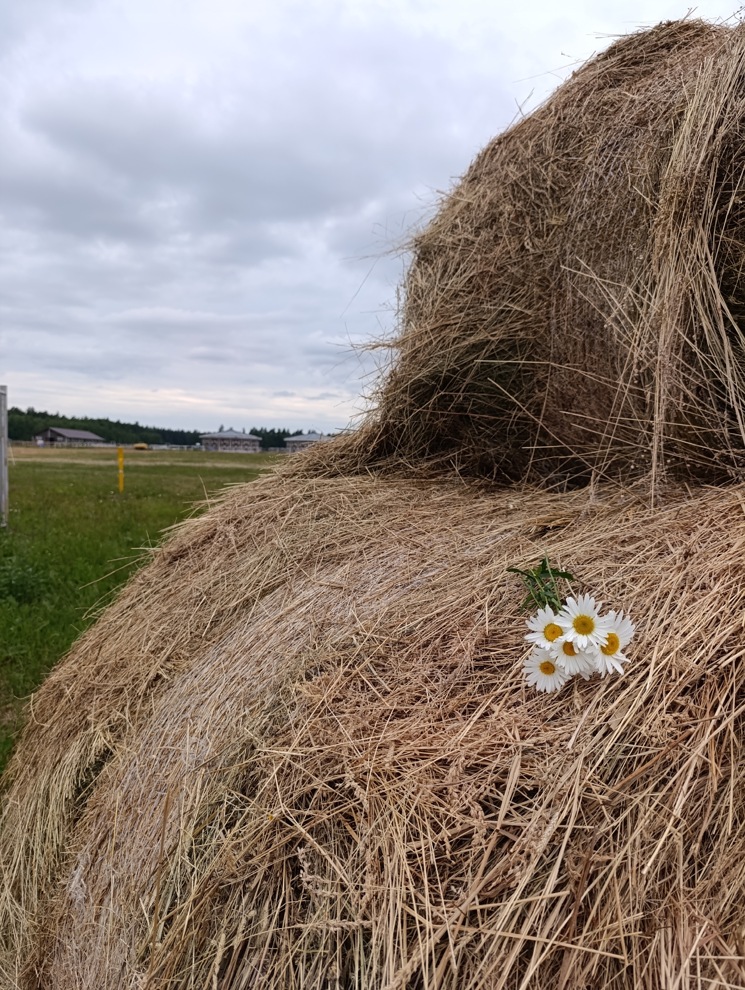 This media file depicts a close-up view of a large, round hay bale in a rural setting, likely in Ivanovskoe, Russia. The hay bale dominates the foreground, its dry, straw-colored material textured with countless individual strands. A small cluster of white daisies with yellow centers rests on the lower part of the bale, adding a touch of delicate color to the rustic scene.
In the background, a grassy field stretches out towards a treeline under a cloudy, overcast sky, suggesting a temperate or cool day. Beyond the field, several rustic buildings with peaked roofs are visible, along with a yellow post. The overall atmosphere is peaceful and pastoral. There are no people visible, and no discernible text in the image. The lighting suggests it could be late afternoon or early evening, with the diffused light characteristic of an overcast day.