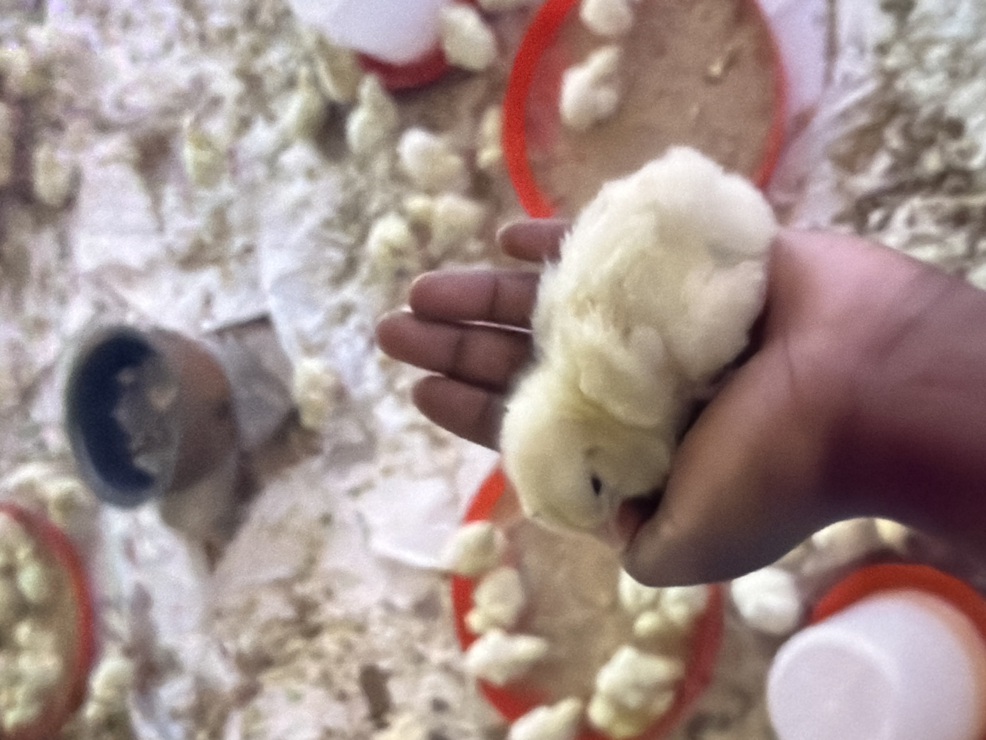 A close-up, slightly blurry, vertical, eye-level shot captures a hand gently cradling a fluffy, yellow chick. The chick, facing left, has its eyes closed and appears to be sleeping or resting. The hand, with its dark skin tone, is positioned beneath the chick, supporting its body. In the background, a blurred environment of wood shavings suggests a coop or a barn, with several other chicks visible, some clustered around red feeding dishes. A dark, shallow bowl with what appears to be feed is also in the background. The overall scene evokes a sense of care and nurturing within a farm or poultry setting, possibly in Bukuru, Nigeria, given the prompt's contextualization.