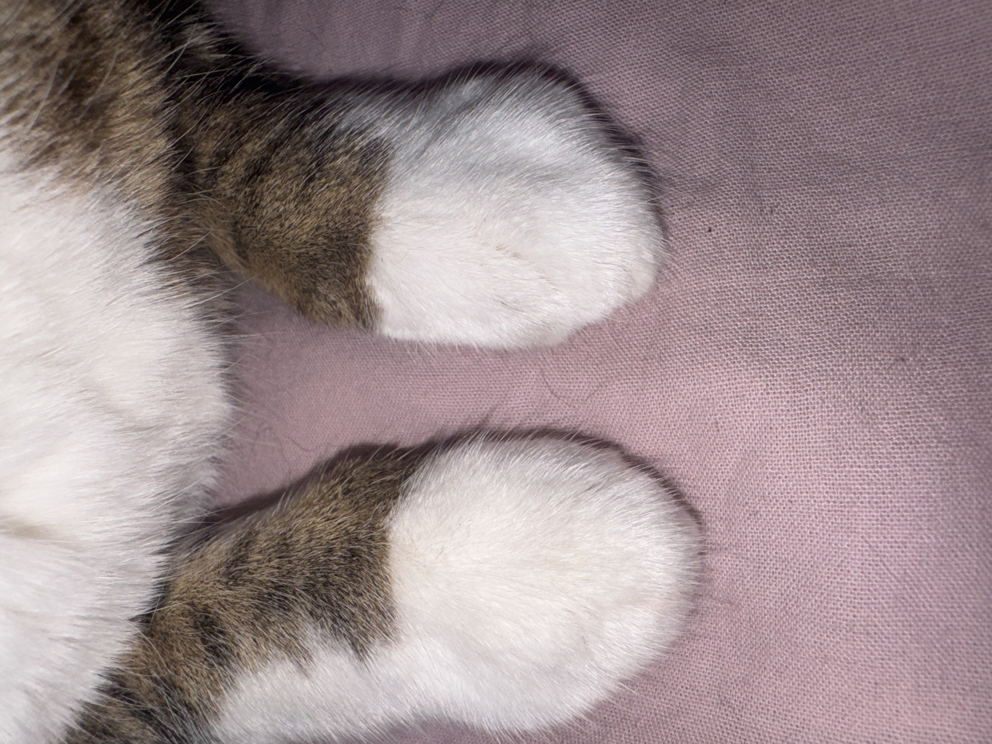 The image depicts two cat paws resting on a pink fabric surface. The paws are white with brown tabby markings. No location information is provided.