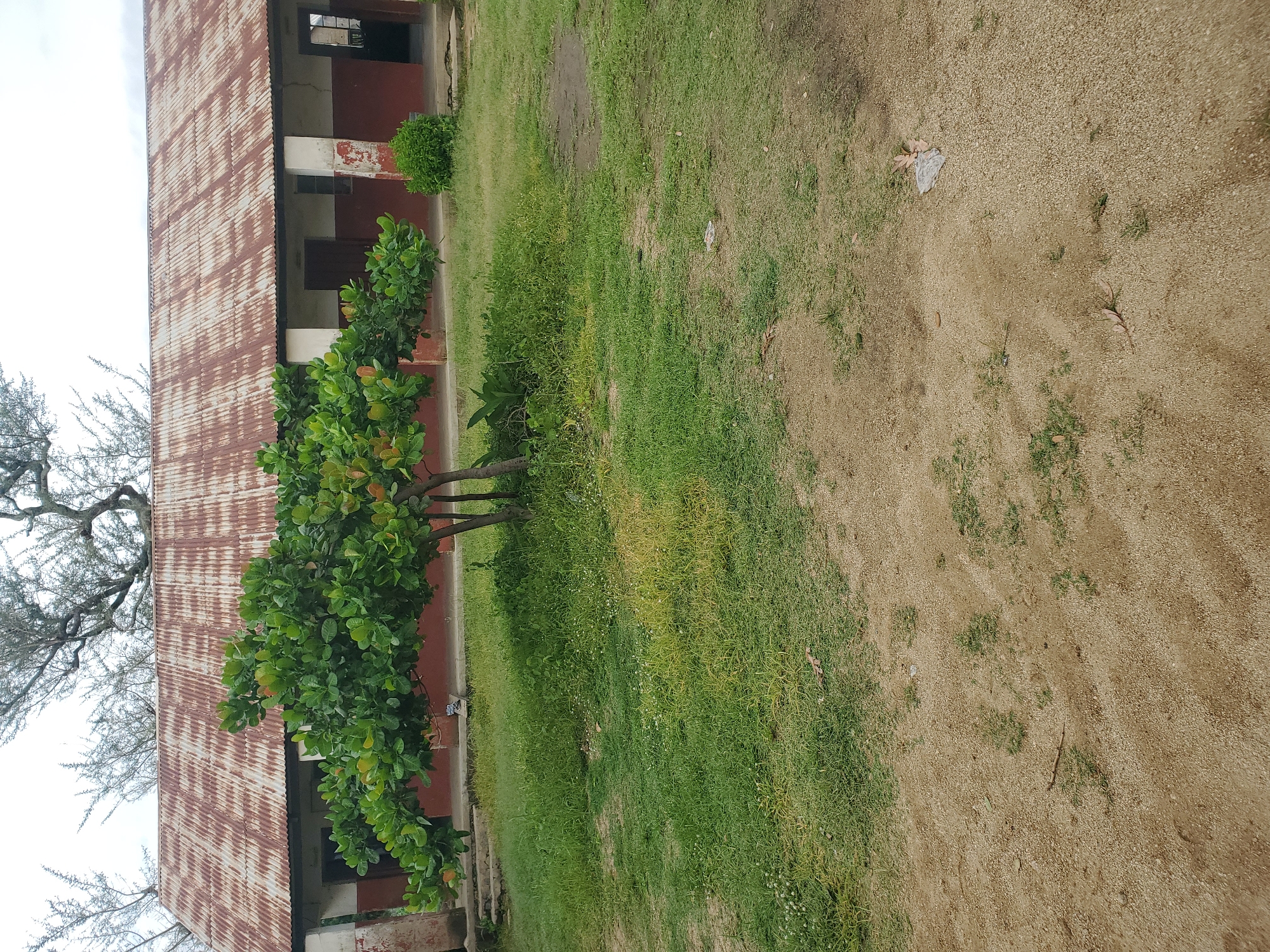 The image depicts an outdoor scene in front of a building with a rusty, corrugated metal roof. The building has a reddish-brown lower half and white upper half, with visible columns supporting the roof. In front of the building, there is a small tree with green leaves. The ground in the foreground is a mix of sandy soil and patches of green grass with some small white flowers. There are also some scattered leaves and debris on the ground. The overall impression is one of an older, perhaps rural or semi-urban setting.