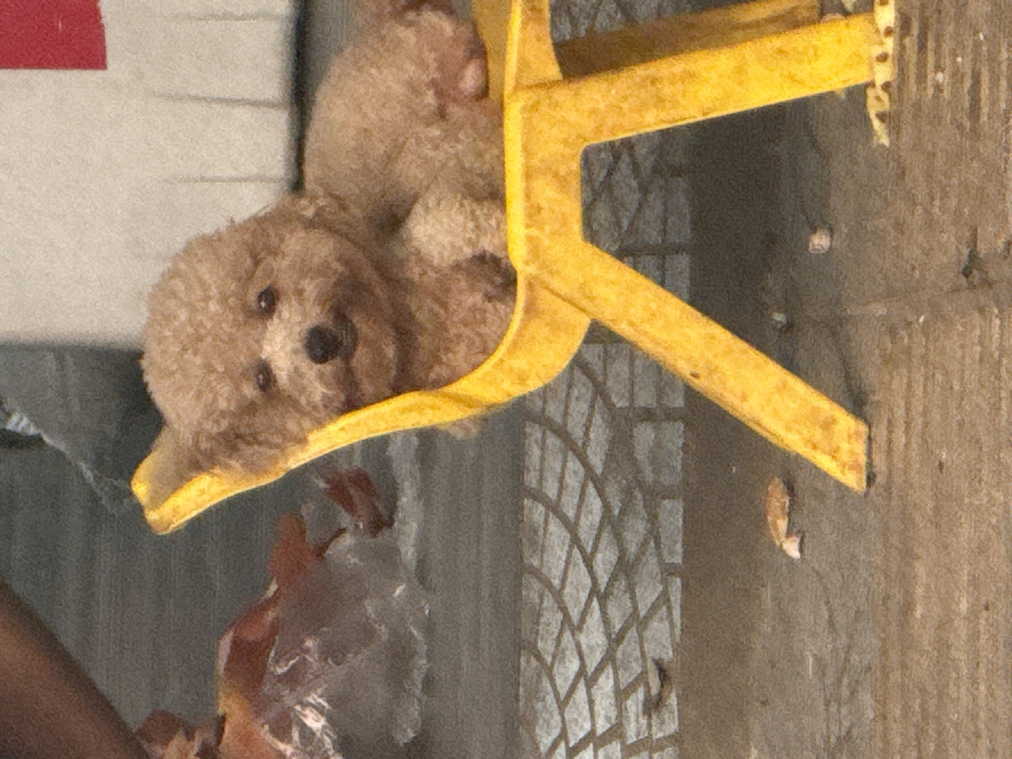 A light brown poodle sits in a small yellow plastic chair on a concrete surface with a geometric pattern, possibly in Đà Nẵng, Vietnam. To the dog's left, there is a partially visible object covered with clear plastic. To the dog's right, the concrete surface stretches further.