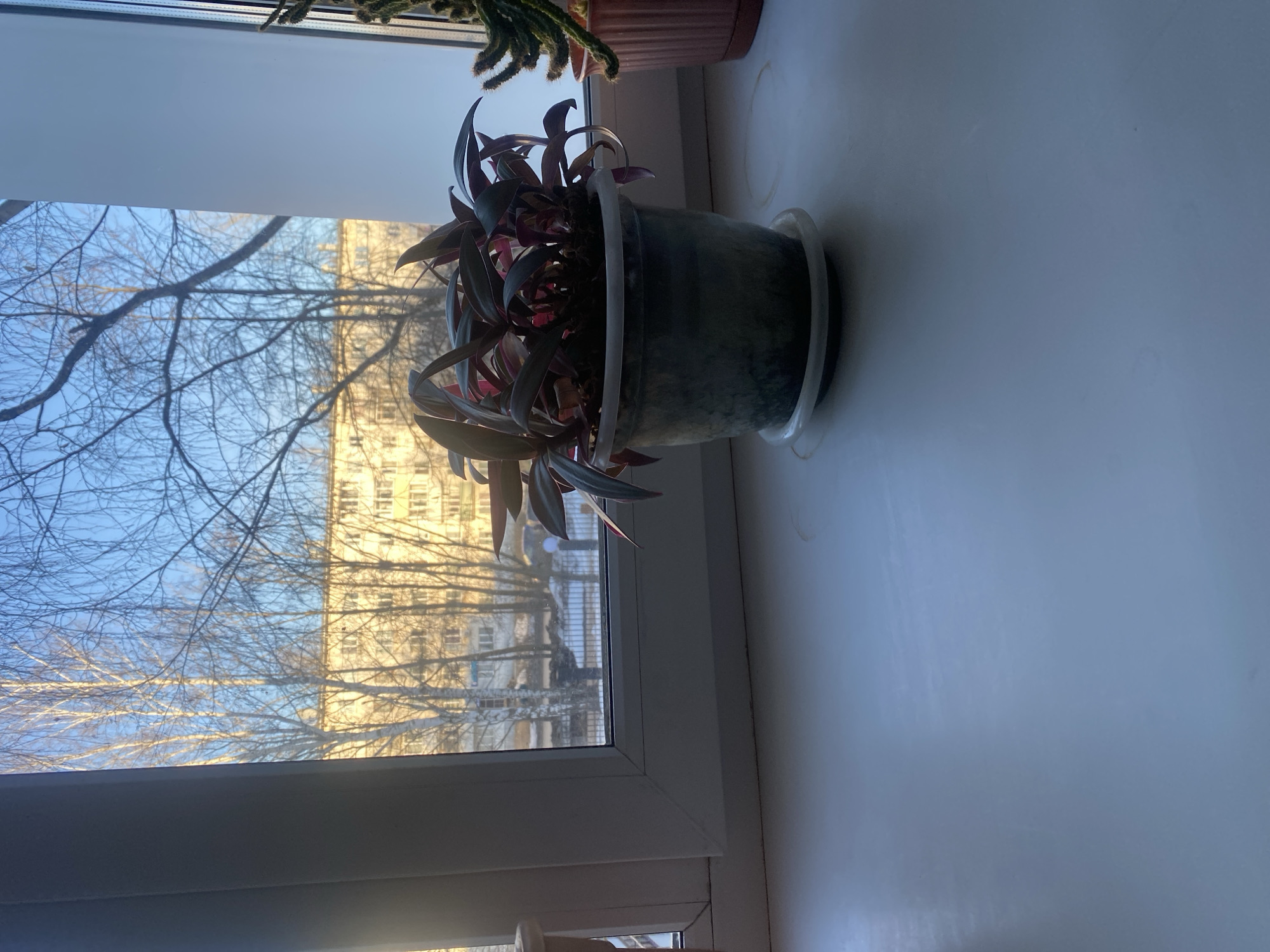 A potted plant sits on a white windowsill. Outside the window, bare trees are visible against a backdrop of a light-colored building.