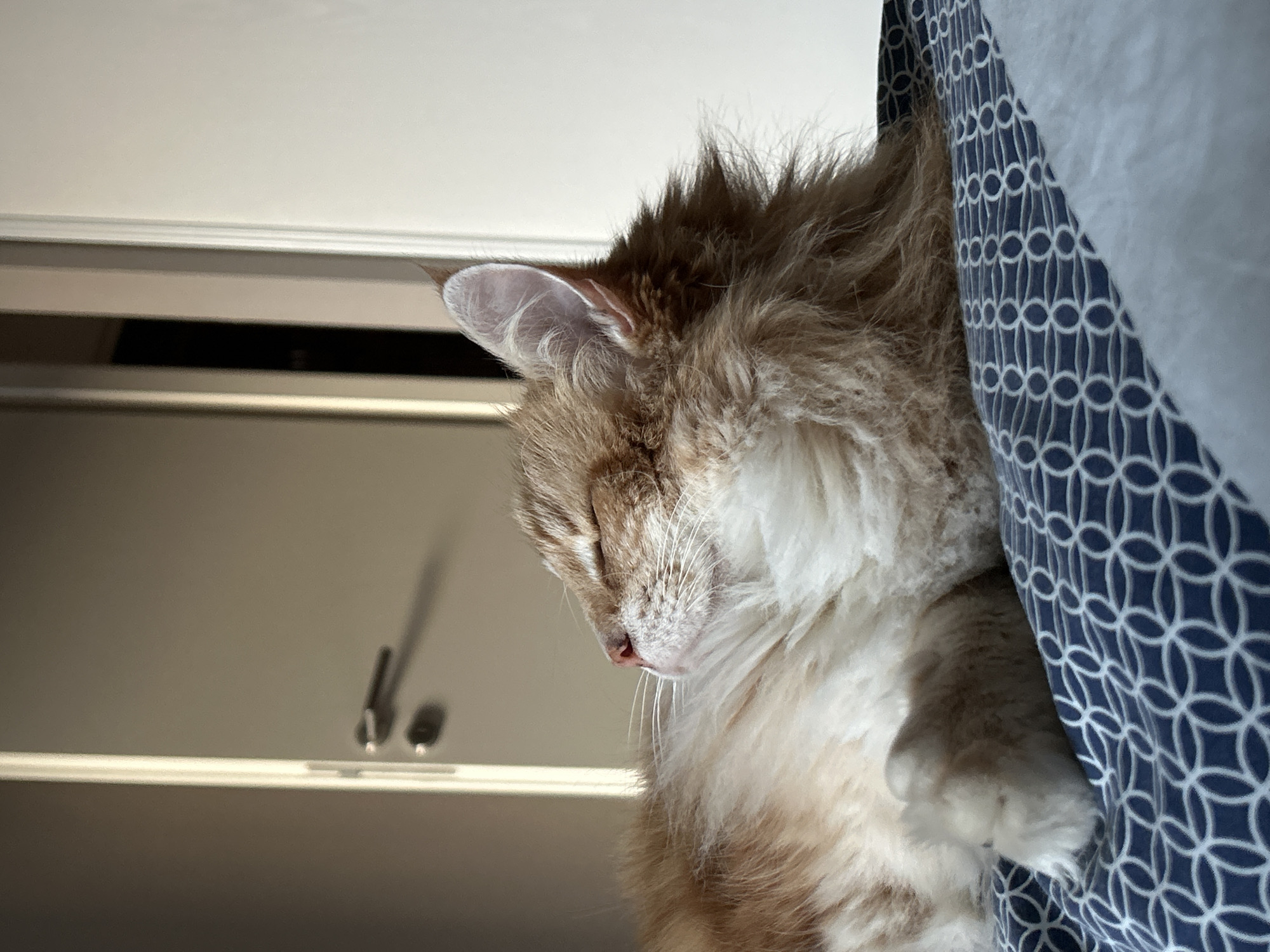 A close-up indoor shot shows an orange and white cat sleeping against a blue and white patterned pillow. The cat is lying on its side with its eyes closed. A white wall and closet are in the background. No information suggests that the image was taken in Strasbourg, France.