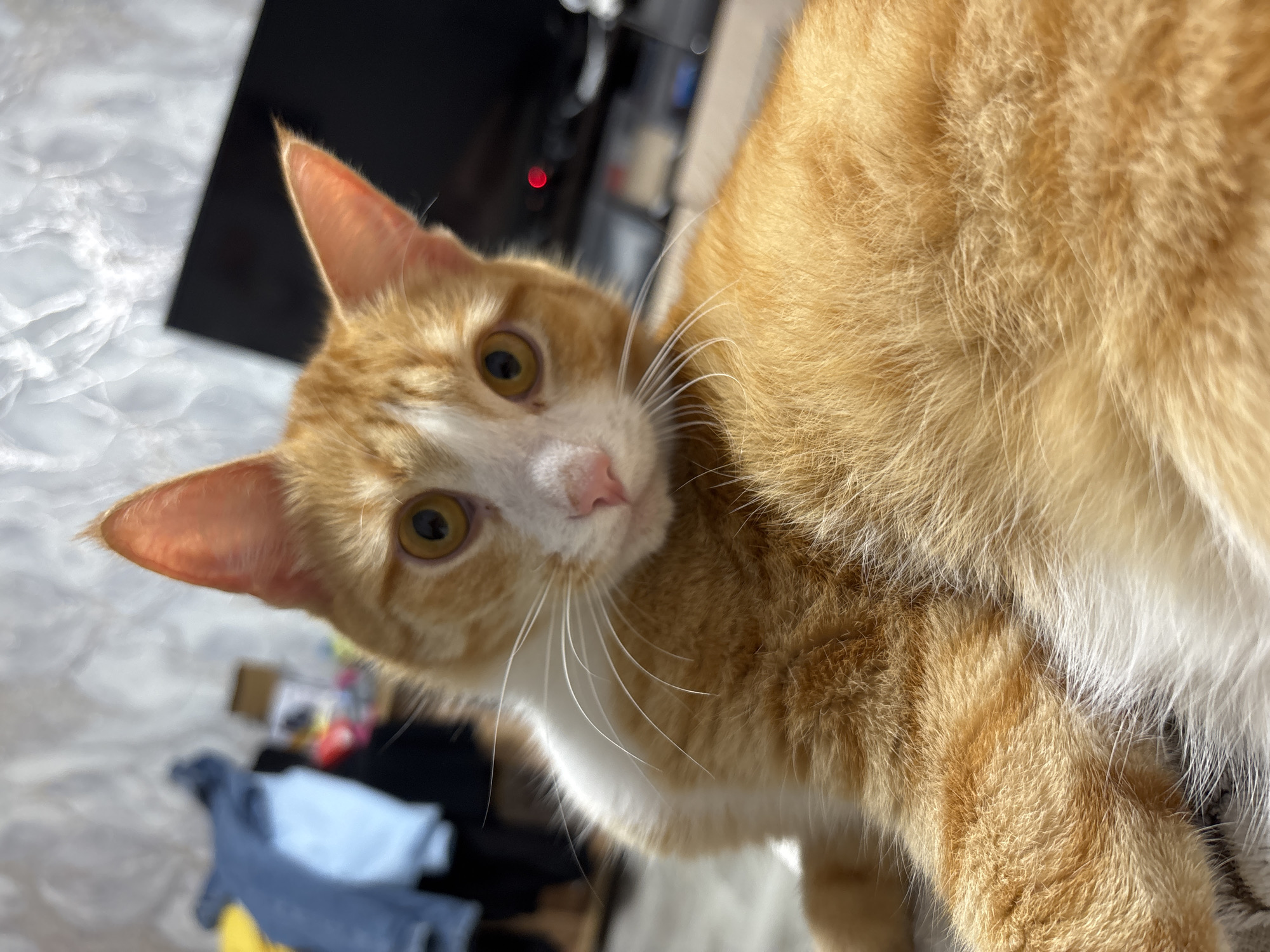 A close-up shot shows an orange and white cat tilting its head and looking directly into the camera. The cat's fur appears fluffy, and its whiskers are long and white. The background includes a blurry glimpse of what appears to be a TV screen and some indistinct objects. The location is indeterminate from the image.