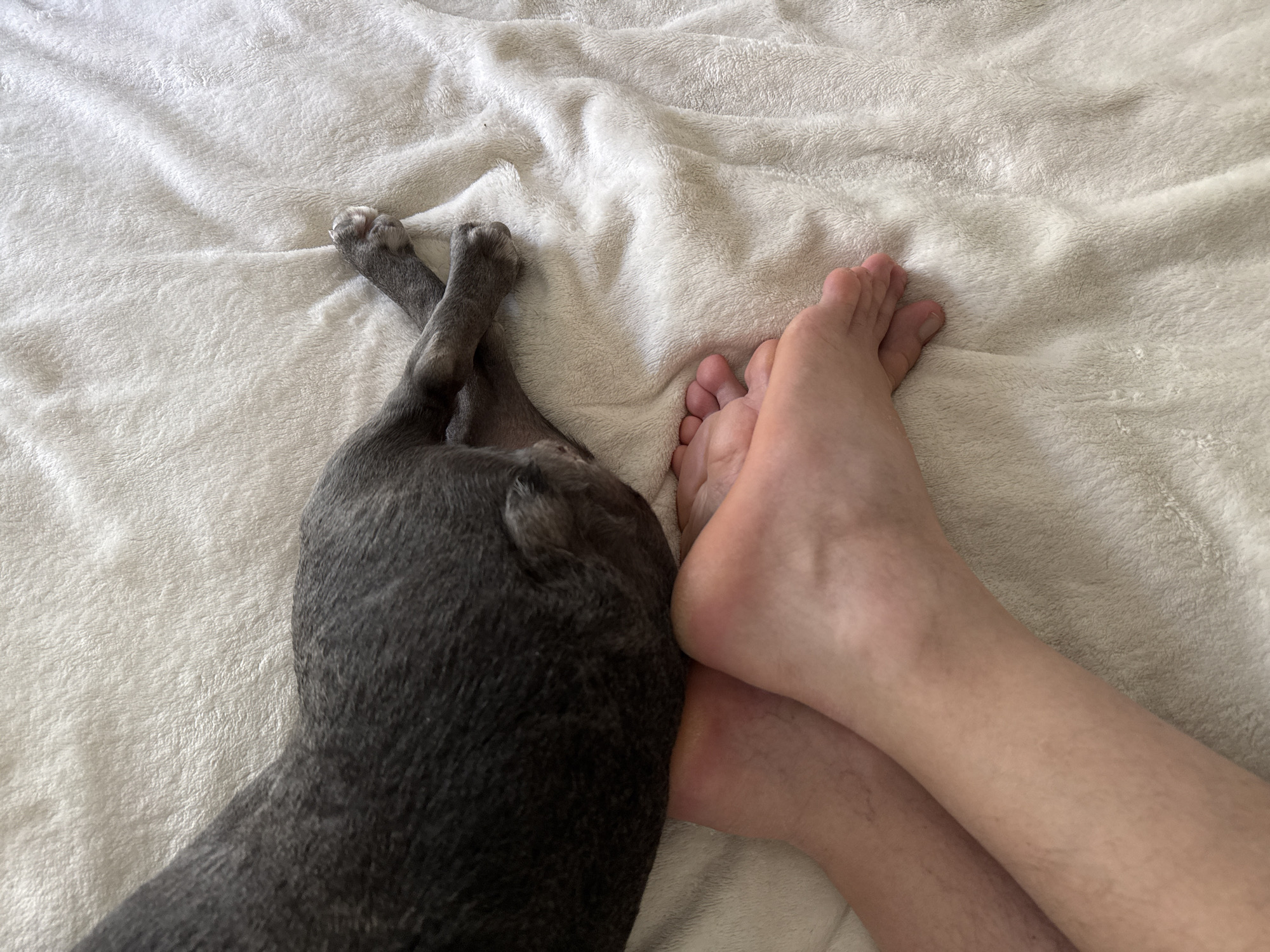 In a close-up, overhead shot, a grey dog's rear end and hind legs are positioned on a cream-colored, fuzzy blanket. The dog's paws are visible, with one paw resting near a human foot. Two human feet, one in front of the other, are also on the blanket. The feet appear to be bare and are positioned close to the dog. The scene takes place on a soft, textured surface, consistent with a bed or sofa. The lighting suggests an indoor environment. The image does not provide any specific landmarks or context to indicate a location within the city of Bad Sachsa, Germany.