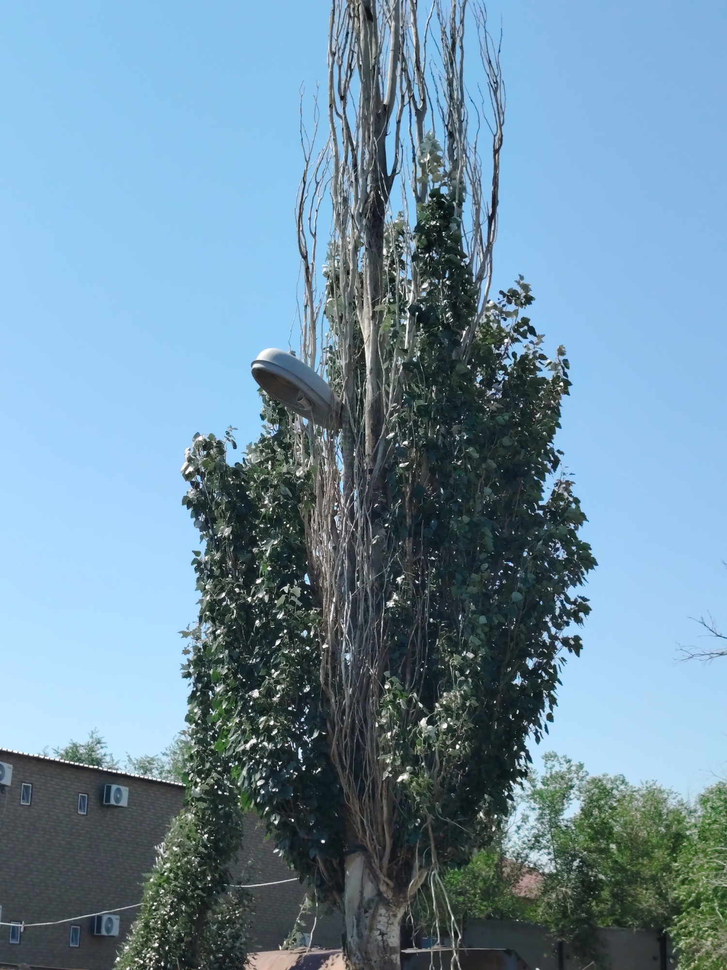 A tall, narrow tree with thin, light-colored branches reaching upwards dominates the center of the frame against a clear blue sky. A gray street lamp is attached to the upper part of the tree trunk. To the left and slightly lower than the street lamp, the tree has a denser section of green foliage. In the background, a multi-story building with a dark, textured facade is visible. This building has several square windows and multiple air conditioning units mounted on its exterior. Further in the background, more trees with green foliage can be seen. The scene is likely outdoors in an urban or suburban setting.
