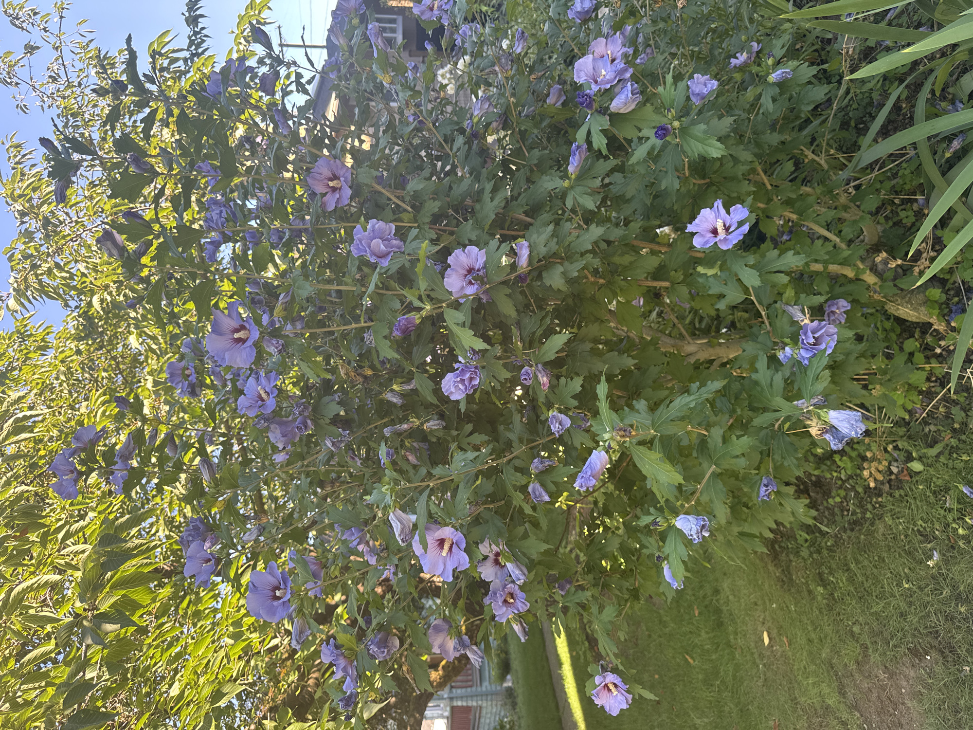 A close-up, eye-level view shows a vibrant hibiscus bush with numerous open purple flowers and buds. The bush is dense with green leaves and woody stems. In the background, the sunlit leaves of a large tree create a dappled effect. To the left, a residential building with white siding and a red roof is partially visible, adjacent to a well-maintained lawn. A paved walkway leads away from the bush towards the building. The scene is set against a clear blue sky, suggesting a sunny day. The overall impression is one of natural beauty within a suburban environment. This scene is located on the west side of New Westminster, Canada, near the Fraser River.