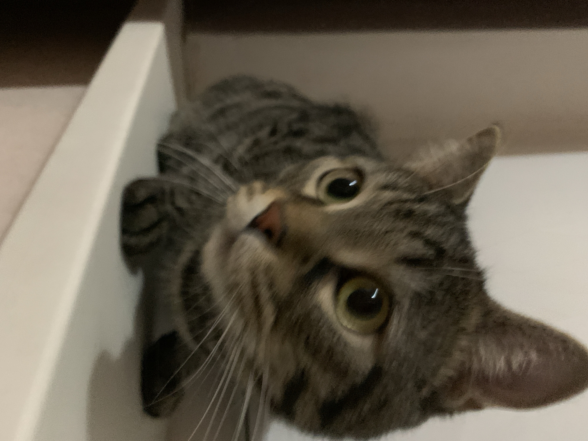 A close-up, eye-level shot shows a tabby cat on a white shelf. The cat is facing to the left, with its body mostly obscured by the frame, and its face is in sharp focus. The cat has green eyes, a pink nose, and prominent white whiskers. Its fur is a mix of gray, black, and brown stripes. The background is blurred, showing a pale pink wall on the left and a white wall on the right. The lighting is dim. The scene is indoors, likely in a home, on a shelf that appears to be part of a built-in unit or a piece of furniture.