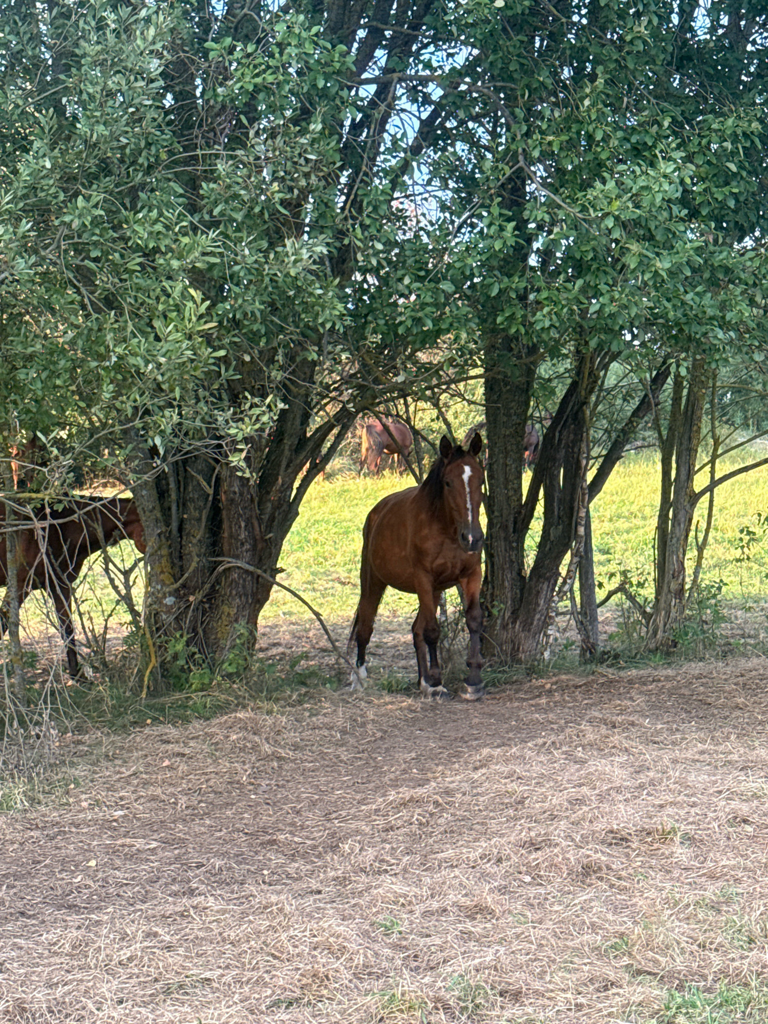 The image depicts a rural scene, likely in Galinė, Lithuania, characterized by a dry, grassy ground covered in straw and fallen leaves. Several trees with green foliage dominate the foreground and midground, creating patches of shade. A dark brown horse with a white blaze on its forehead stands in the center of the frame, partially obscured by tree trunks and branches. Its front legs are visible, and it appears to be standing still, facing the viewer. To the left, another dark brown horse is partially visible, its head and neck protruding from behind a tree. In the background, more trees and a sunlit grassy field can be seen, with the suggestion of other horses or large animals in the distance. The lighting suggests it is late afternoon or early evening.