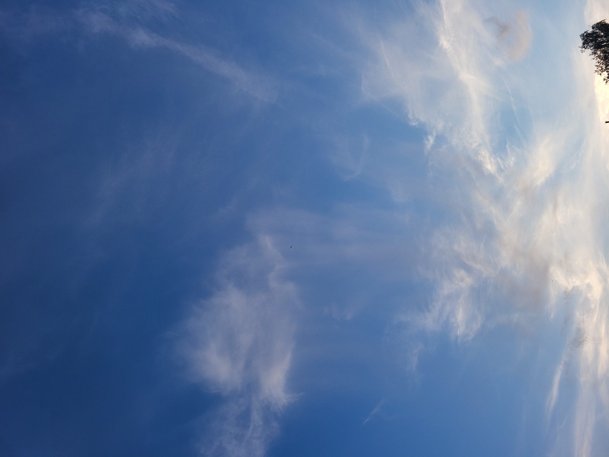 The image shows a clear blue sky with wispy white clouds scattered across it. The clouds are thin and feathery, indicating fair weather. There are a few small dark specks visible in the sky, which could be birds or insects. The sun is not directly visible, but its light illuminates the clouds, creating a soft glow. The bottom of the image shows a sliver of silhouetted tree branches against the brighter sky, suggesting it is likely late afternoon or early evening. The scene is peaceful and natural, without any man-made structures or any indications of human activity other than potentially distant birds. The location is described as Unknown, Unknown, implying it is a generic outdoor scene.
