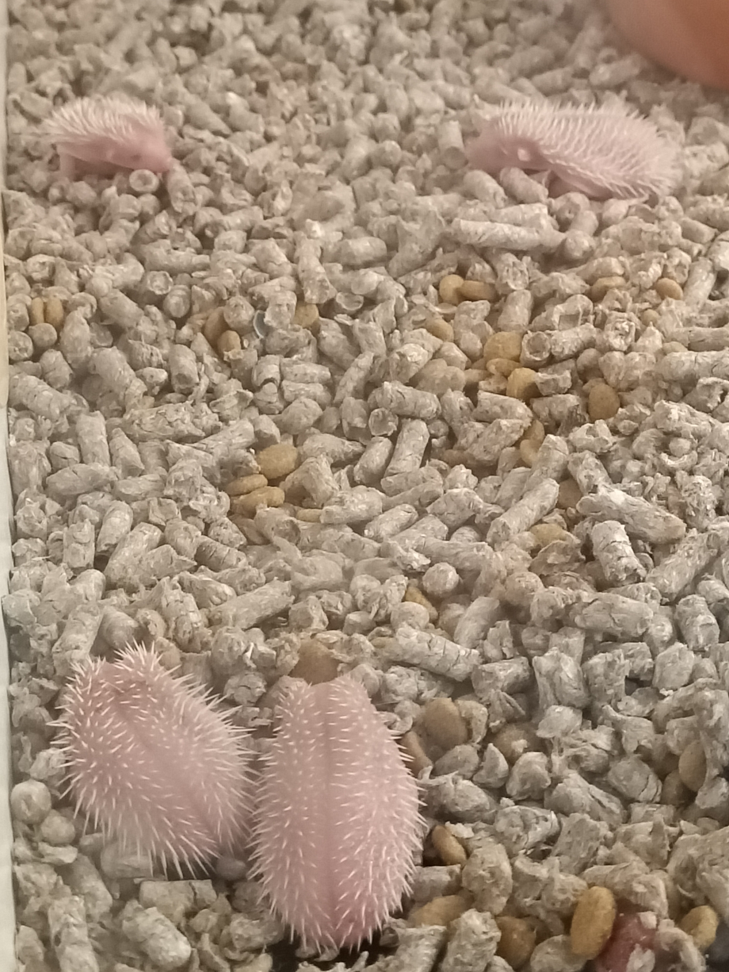 Four albino baby hedgehogs are visible in a habitat filled with grey and tan bedding material. Two hedgehogs are in the foreground, appearing pink and spiky, with their spines clearly defined. Their bodies are rounded and plump. In the background, two more hedgehogs are visible, also pink and spiky, but they are smaller and more elongated, likely curled up or moving. The bedding material consists of small, irregular pellets.