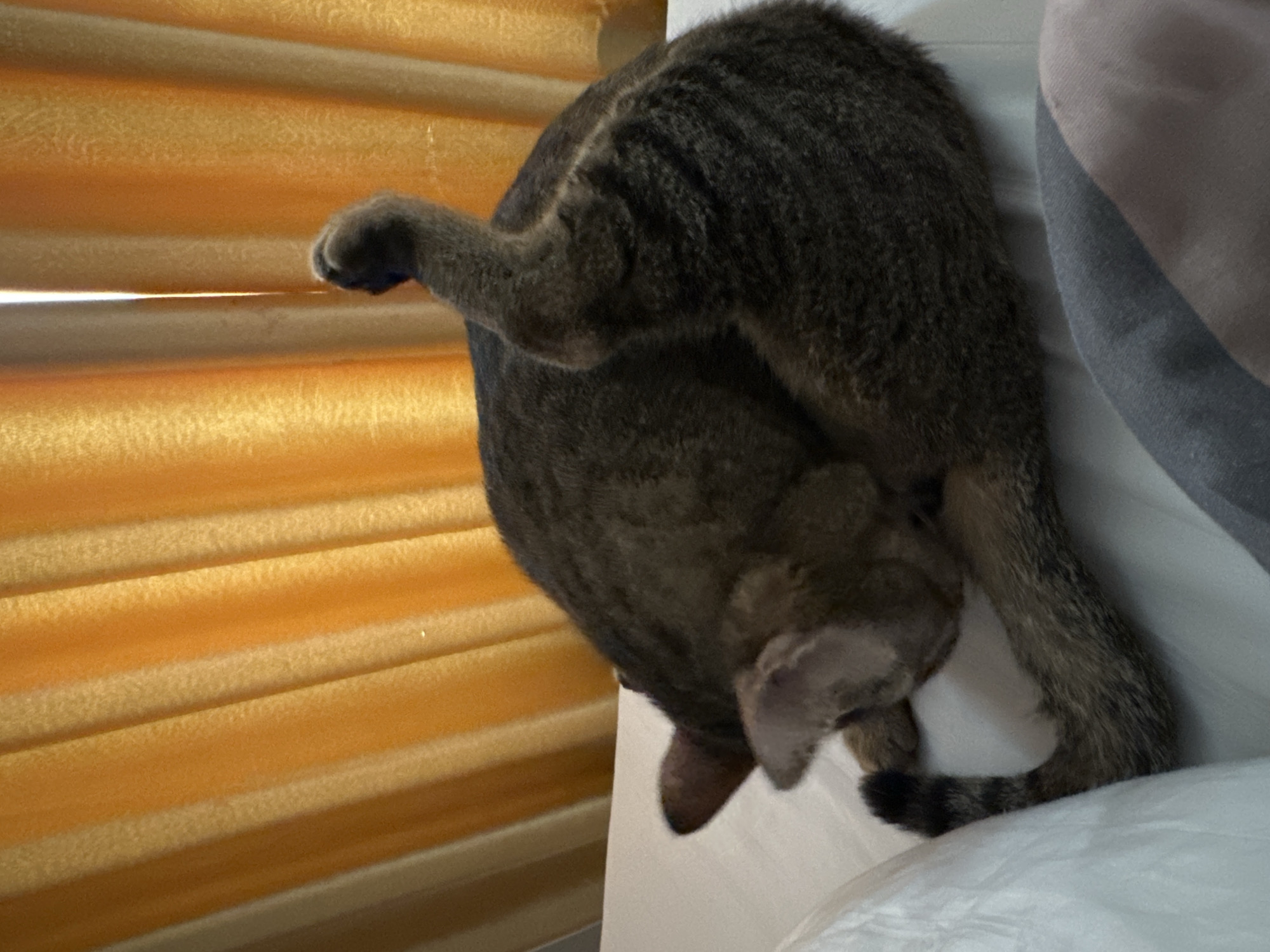 A tabby cat is grooming itself on a white bed, curled up with one leg raised in the air. The background consists of yellow curtains. The image appears to be taken indoors, possibly in a residential setting. There is no discernible information about the location in the city of Khan Prampir Makara, Cambodia.
