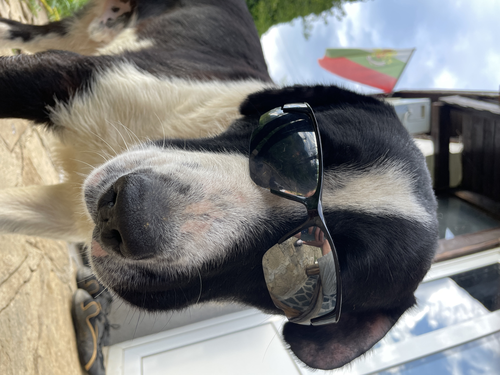 A close-up, upward-angled shot depicts a black and white dog wearing sunglasses outdoors. The dog's nose is prominent, and a shoe is visible in the lower left corner. The reflection in the sunglasses suggests a person taking the photo. In the background, a flag with red, white, and green stripes is flying. The location is identified as Zlatograd, Bulgaria. A building is partially visible.