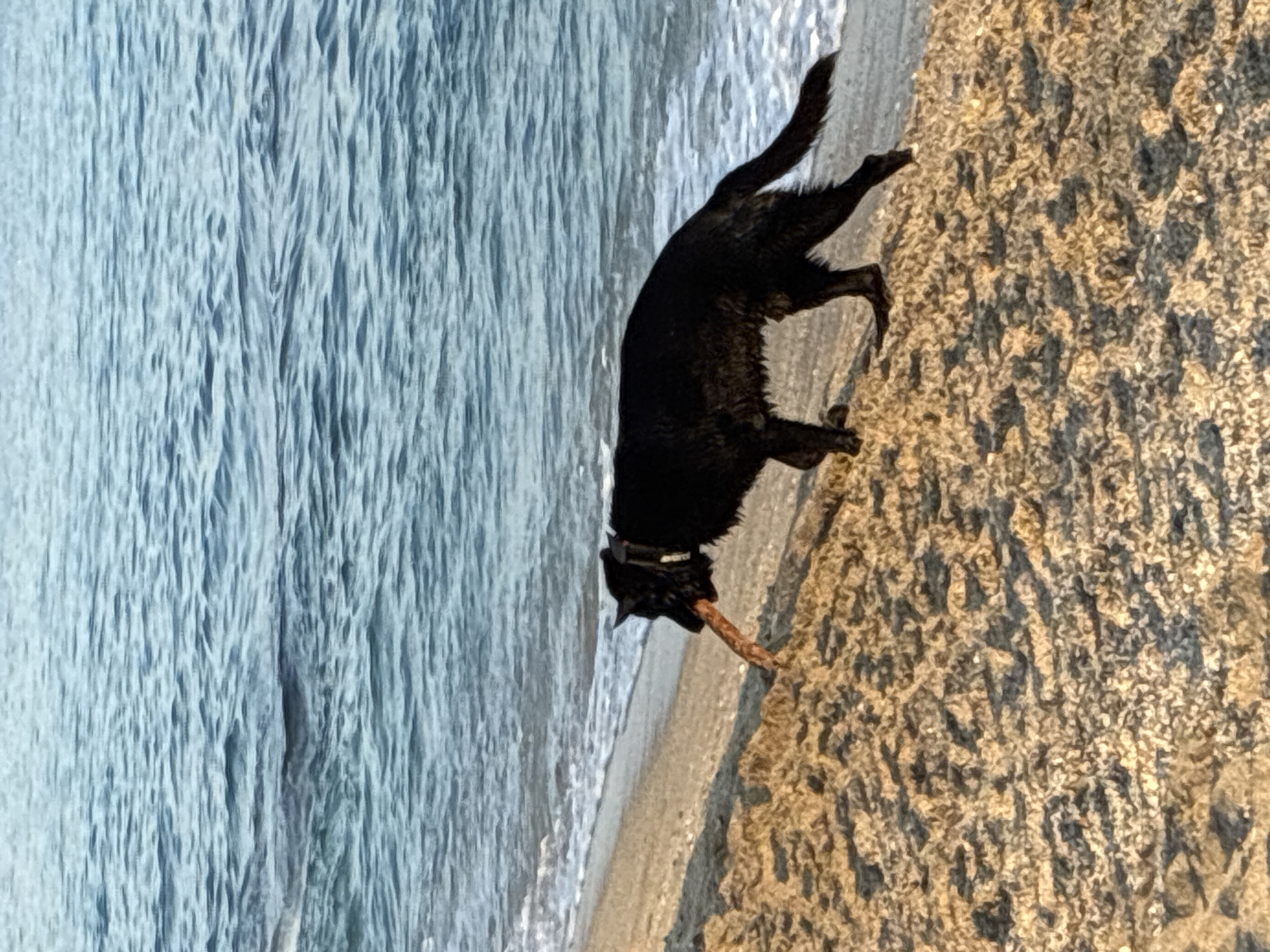 A black dog is walking on a sandy beach in Alanya, Turkey, with a stick in its mouth. The dog is wet, suggesting it has been in the water. The sea is visible behind the dog, with small waves lapping at the shore. The sand is light brown and has ripples from the wind. The lighting suggests it is either early morning or late afternoon.