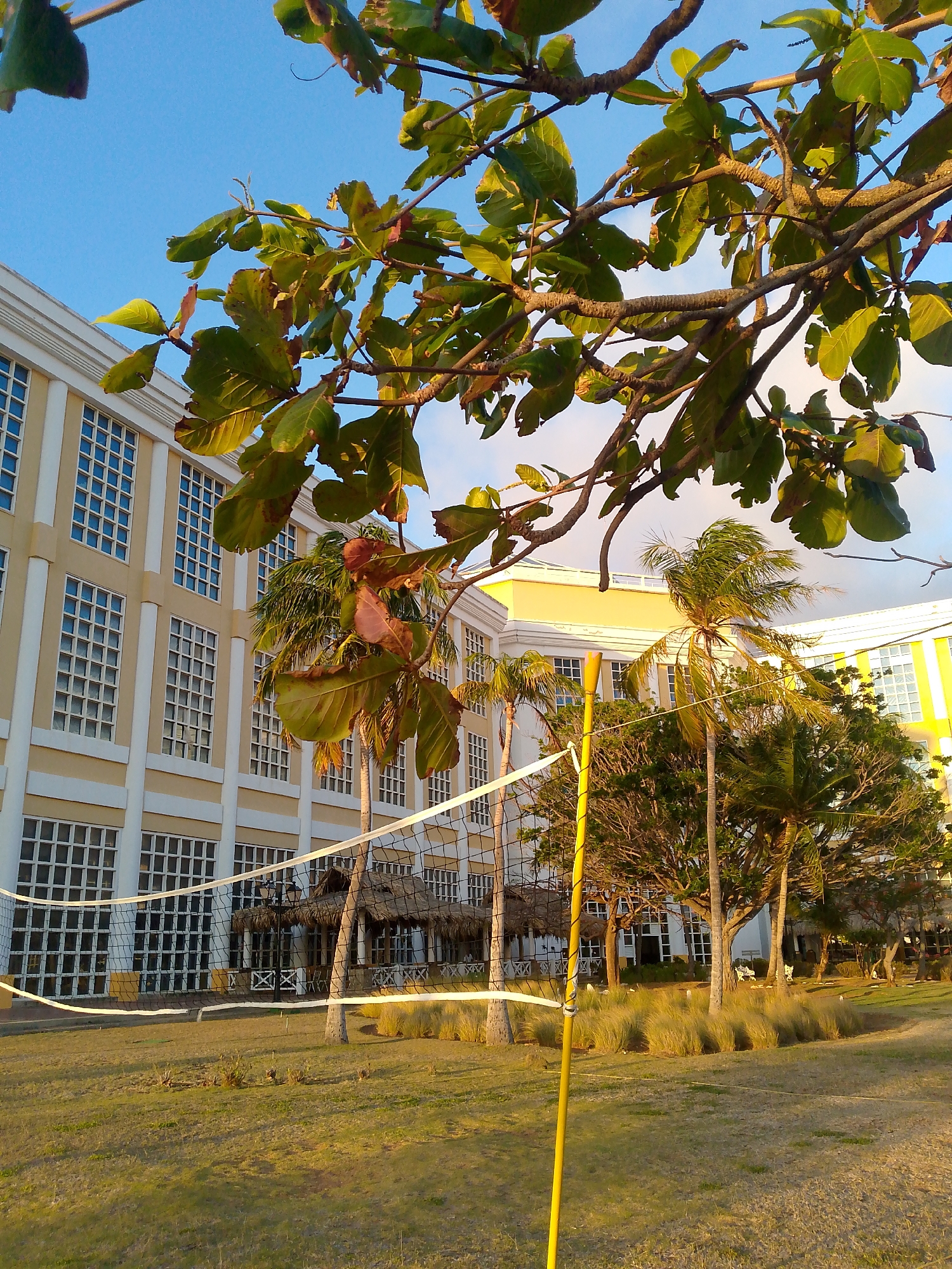 The image presents a scene in Pedro González, Venezuela, showing a beachside recreational area with a volleyball net in the foreground. Behind the net, there's a thatch-roofed structure, potentially a bar or shaded rest area, interspersed with palm trees and other tropical foliage. In the background, a large, multi-story building, possibly a hotel or resort, is visible. The building has a light yellow or beige exterior with numerous windows and white columns. The sky above is clear and blue. The overall impression is of a leisurely beach vacation spot. No people are visible in the scene.
