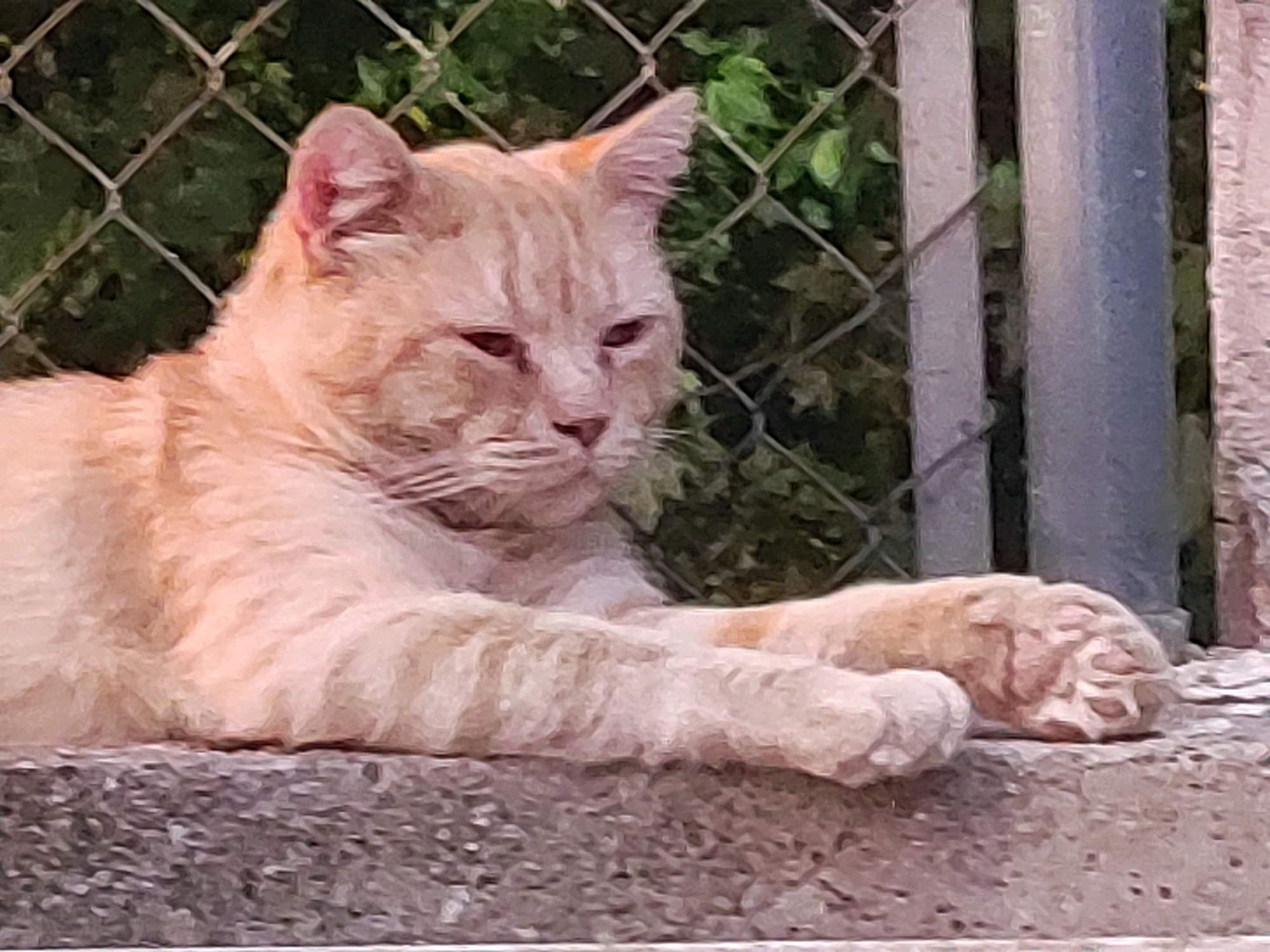 A light orange tabby cat is lying down on a textured stone ledge. The cat is facing to the right, with its head slightly turned towards the camera. It has closed eyes and appears to be resting or sleeping. Behind the cat, there is a chain-link fence and some green foliage, suggesting an outdoor environment. To the right of the cat, there are two vertical gray poles. The scene is captured in a natural light setting. No specific location in Suera/Sueras, Spain is indicated in the image.