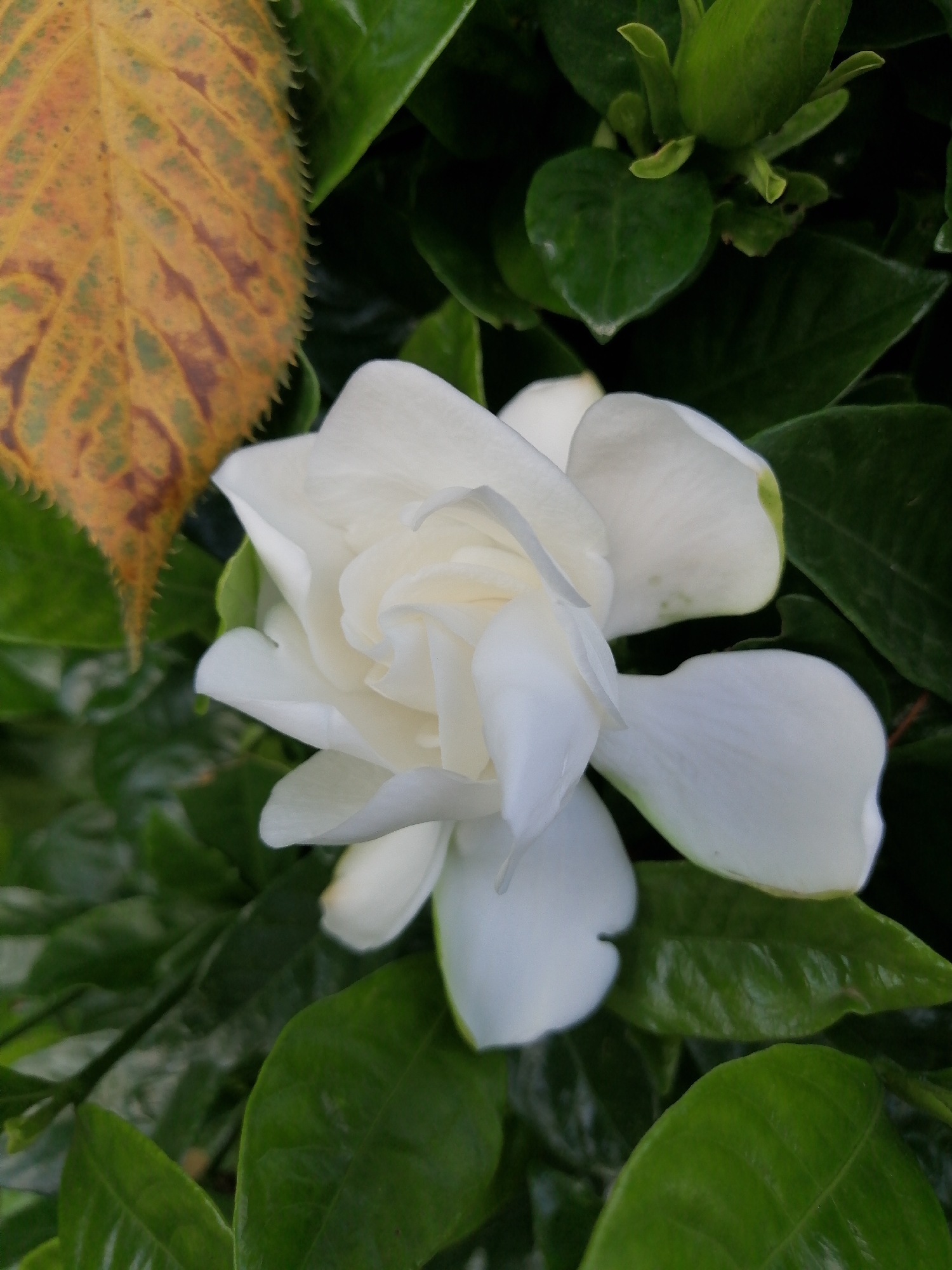 A close-up, eye-level, vertical, medium shot captures a fully bloomed white gardenia flower centered in a lush green leafy environment. The gardenia's petals are layered and soft, with a slightly creamy hue near the center. To the left of the flower, a single, partially dried leaf with a yellow-orange color and brown markings is visible, its serrated edge providing a textural contrast. The background consists of dark green, glossy leaves, some of which are unfocused, creating a shallow depth of field. No people or actions are depicted. The scene is likely outdoors, possibly in a garden or park setting within Batumi, Georgia, given the natural foliage.