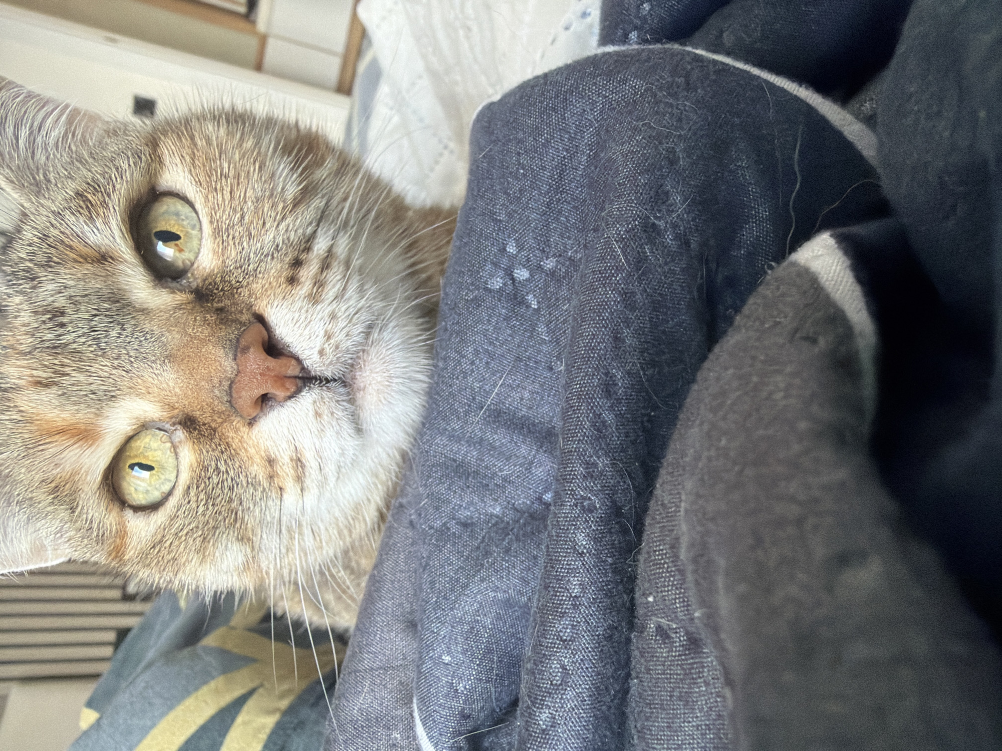 A close-up, slightly tilted, portrait of a light brown and grey tabby cat with green eyes peeks out from a dark grey, possibly denim, fabric. A small, pink nose and long white whiskers are visible. The fabric shows signs of wear and some small white spots. A bedding background behind the cat hints at an indoor setting, possibly a bedroom. There is no verifiable evidence to suggest the location is Murino, Russia.